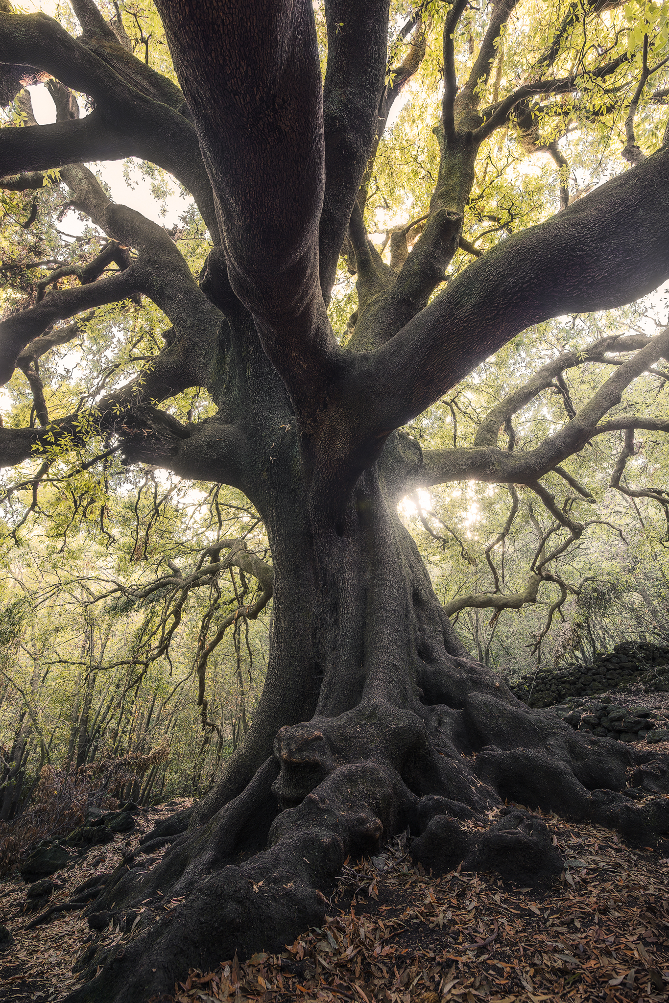The guardian of the forest