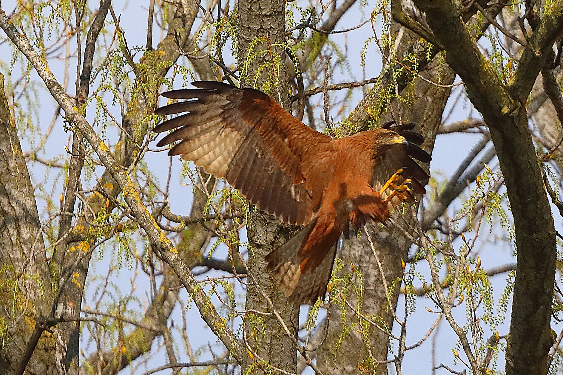 Nibbio bruno 29 marzo 2025 - 0192