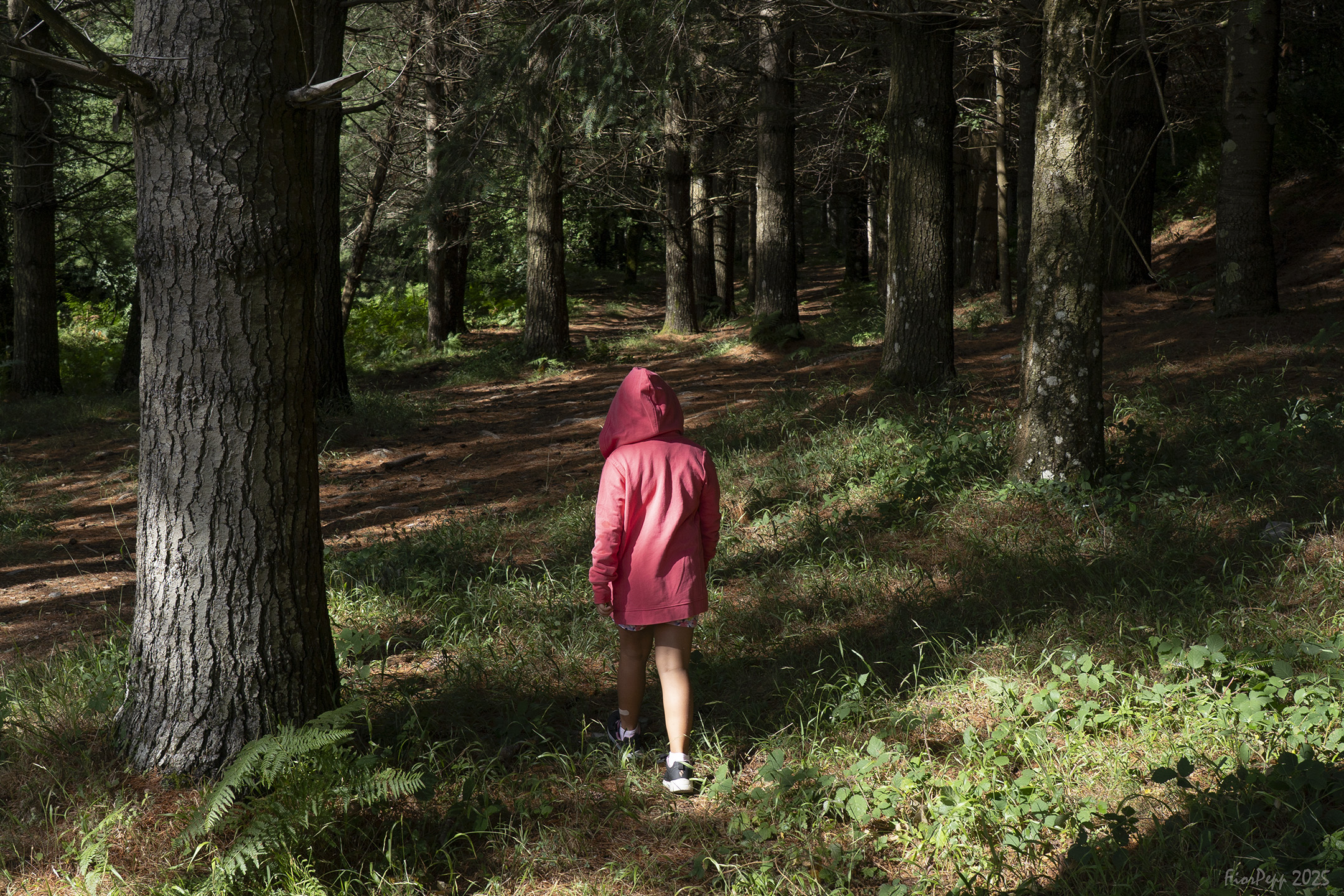 Passeggiata nel bosco