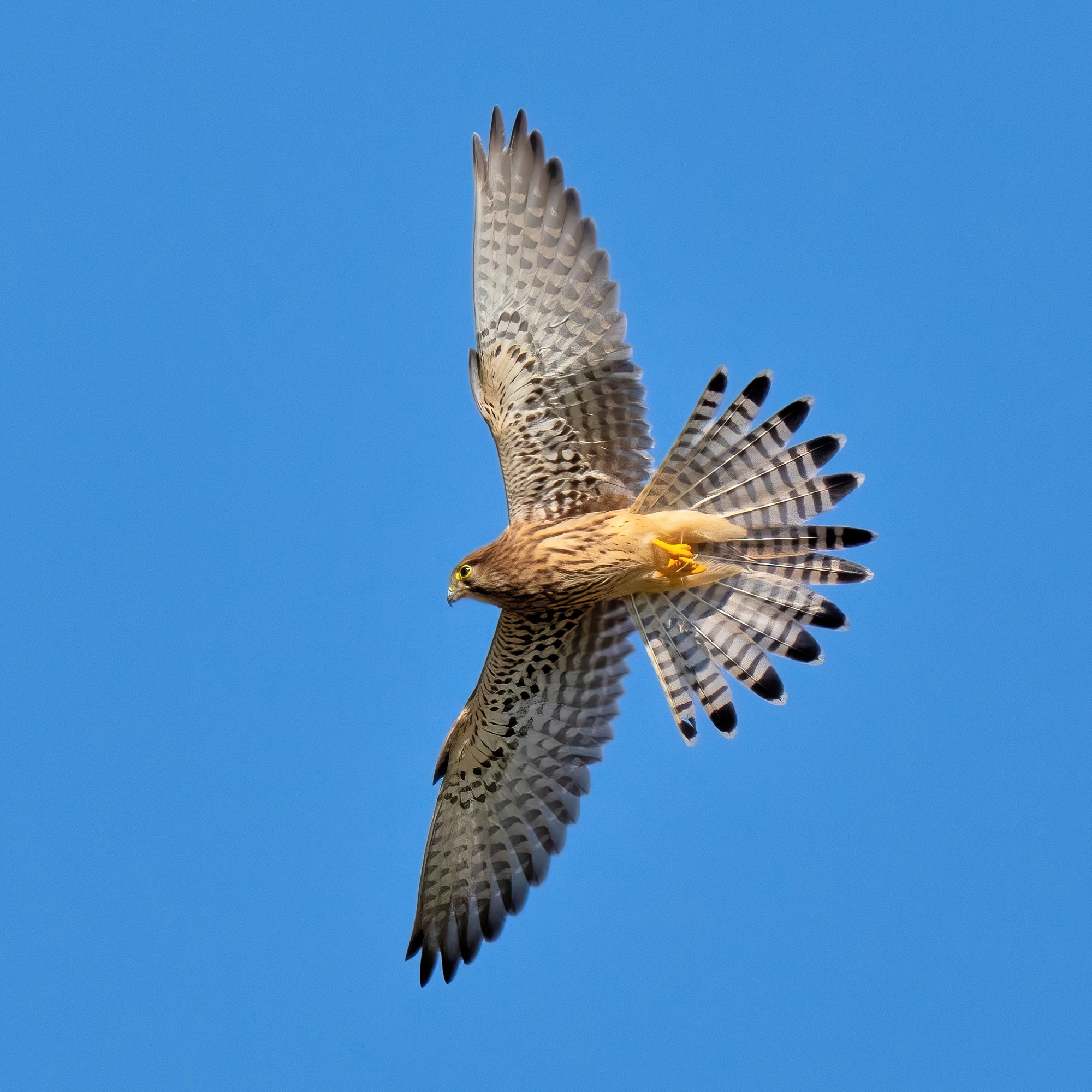 Gheppio (Falco tinnunculus)