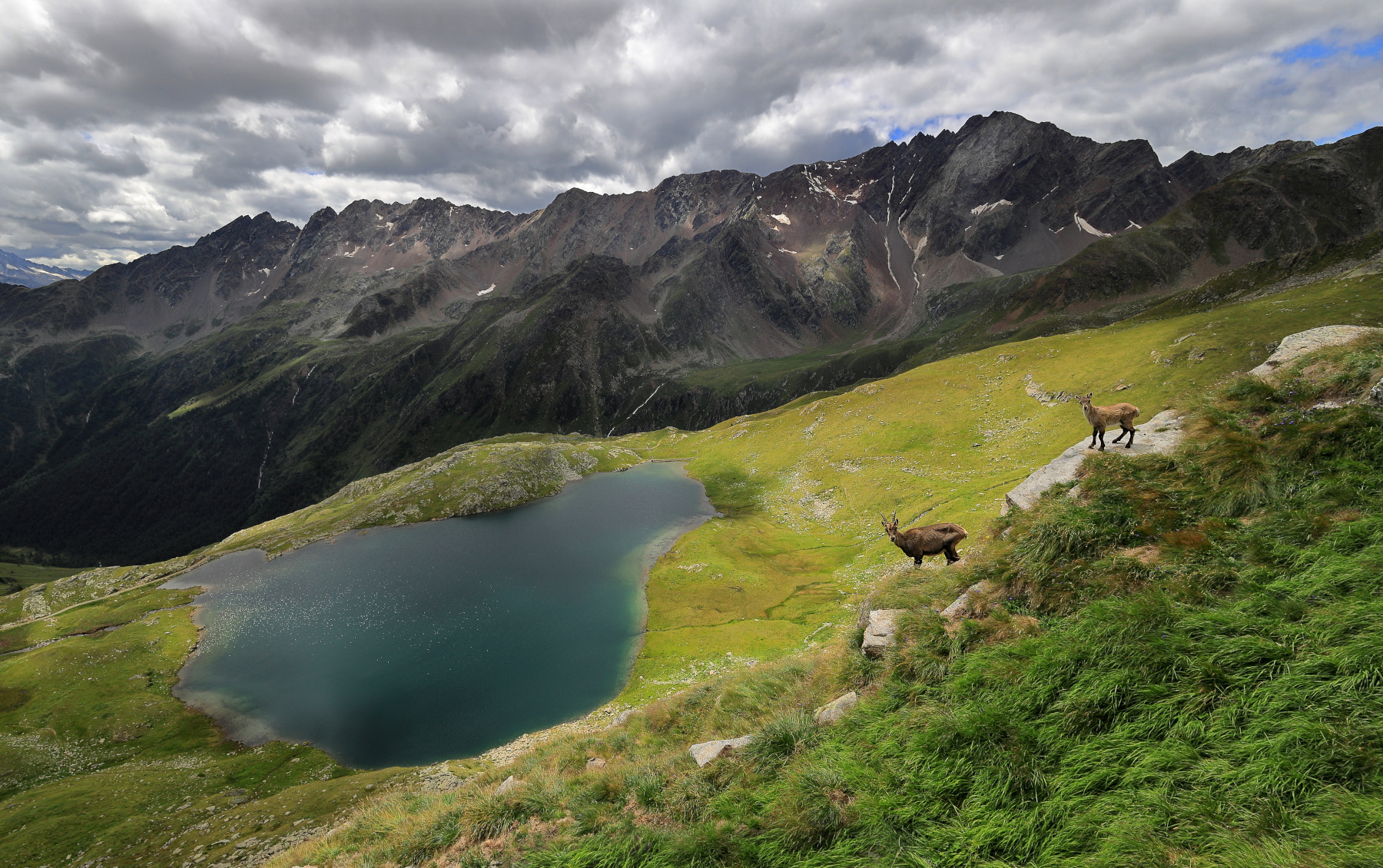 Passo gavia con stambecchi