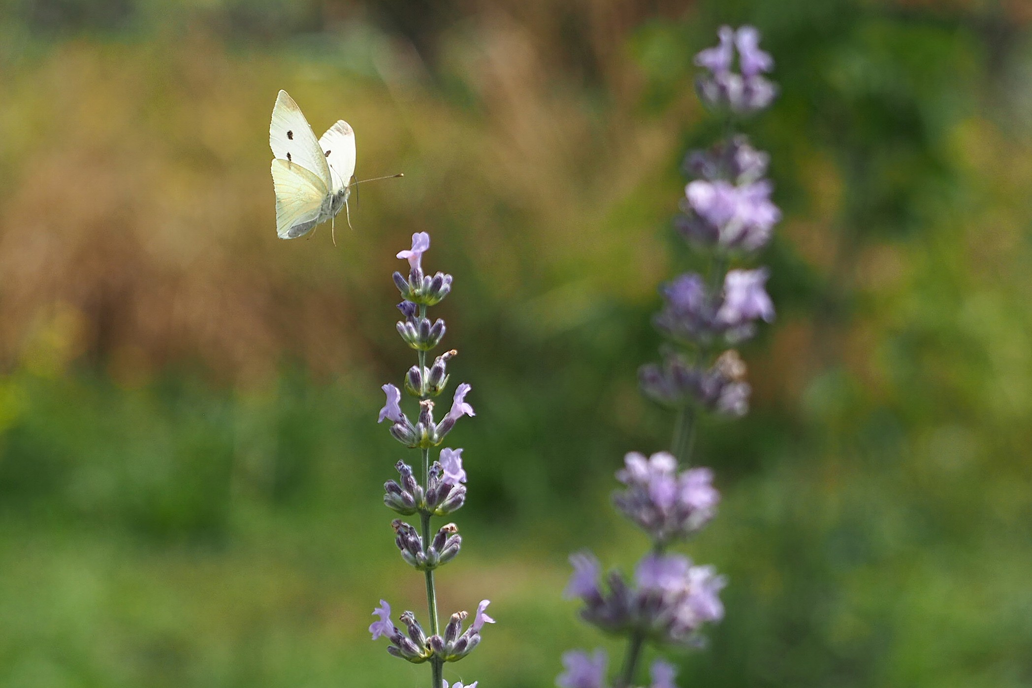 profumo di lavanda