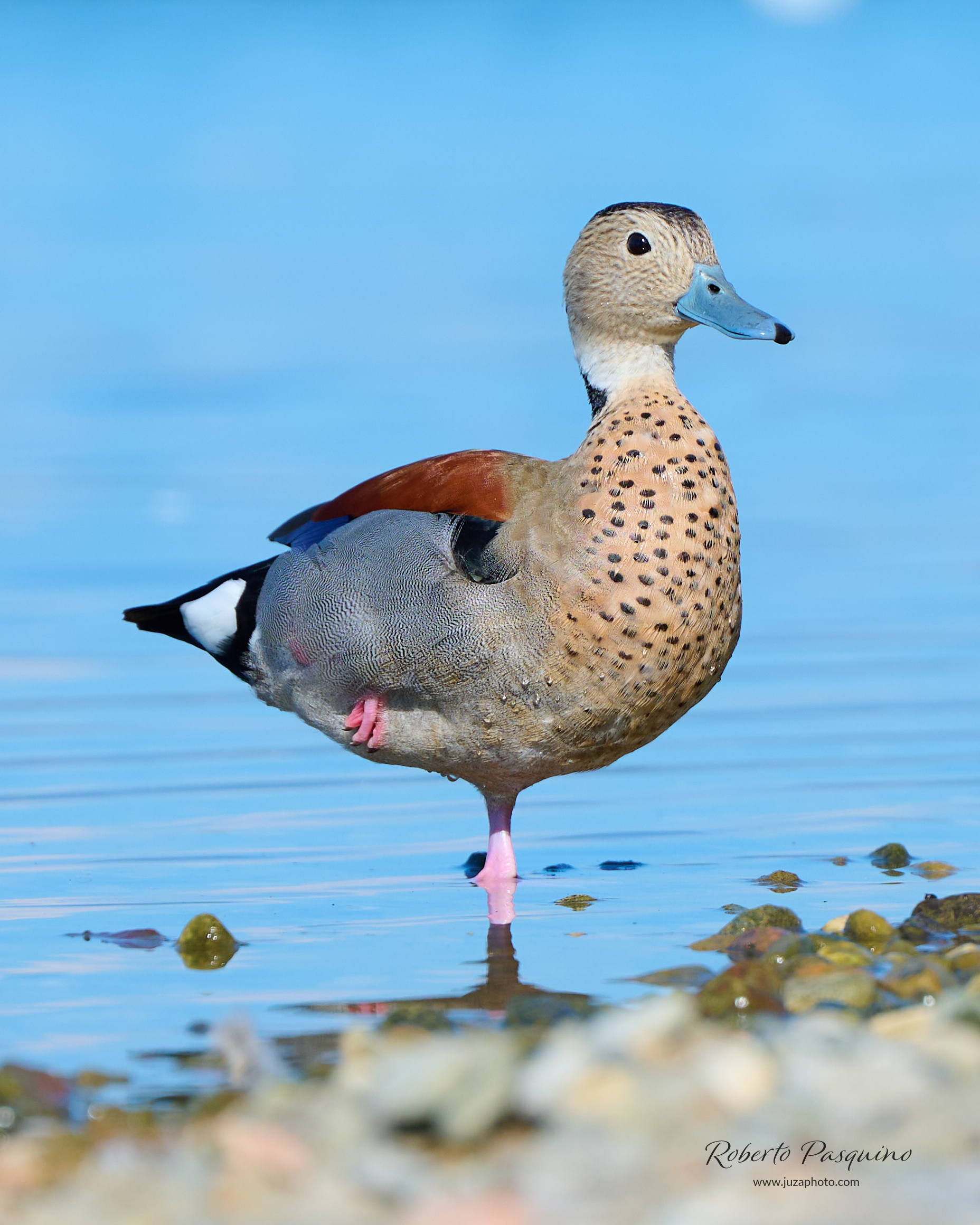 Alzavola Anellata maschio