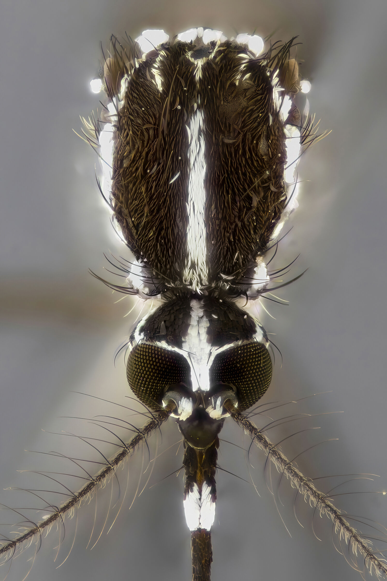 Zanzara tigre (Aedes albopictus)