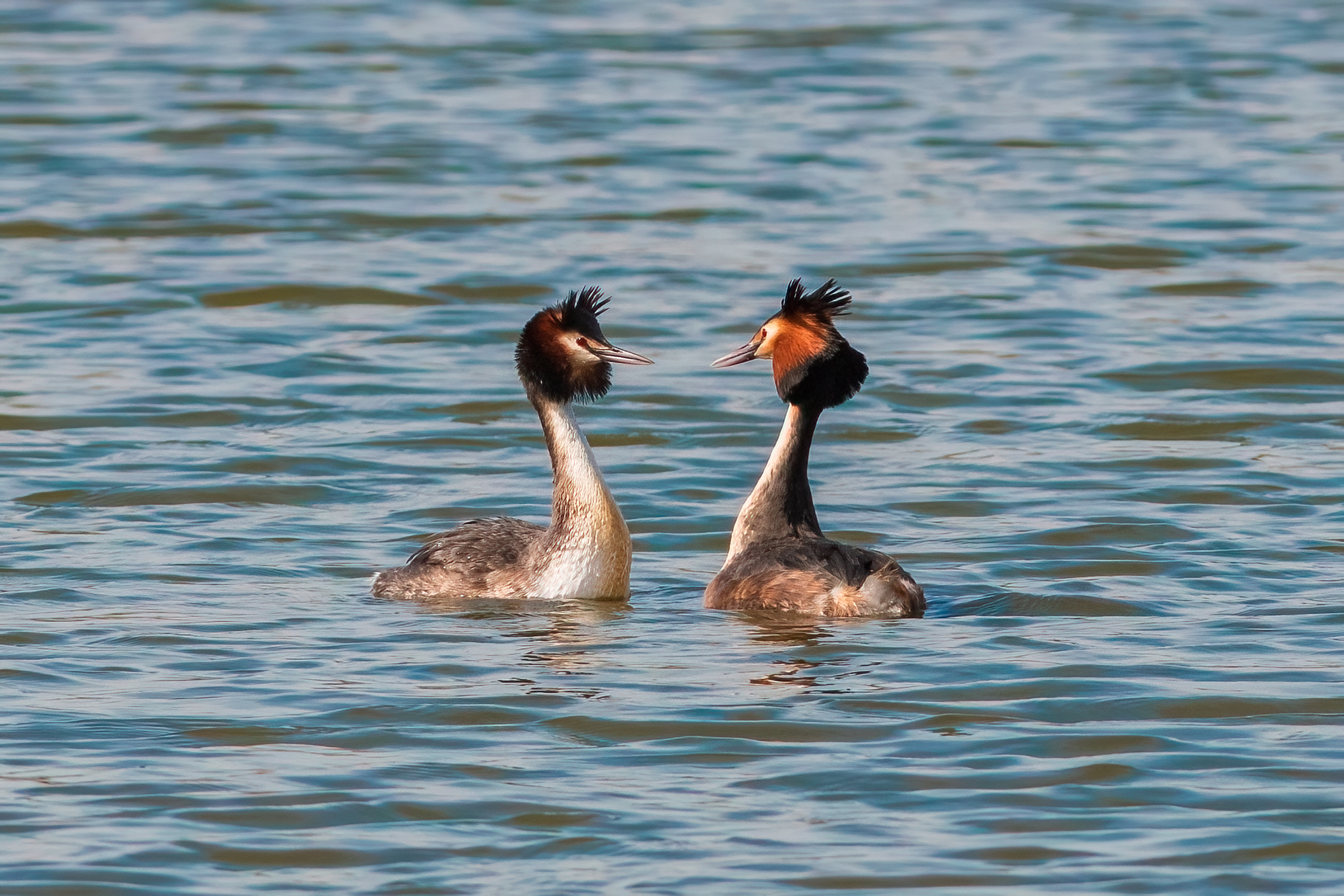 Grebes