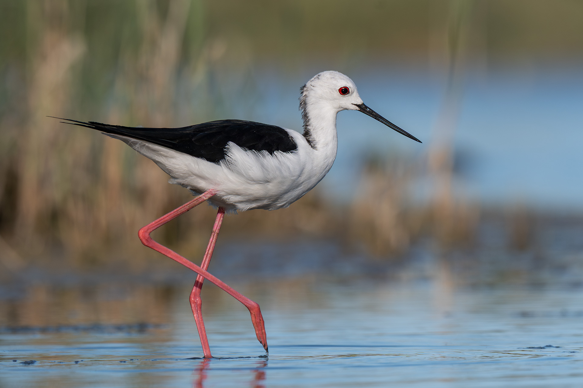 Black-winged Stilt