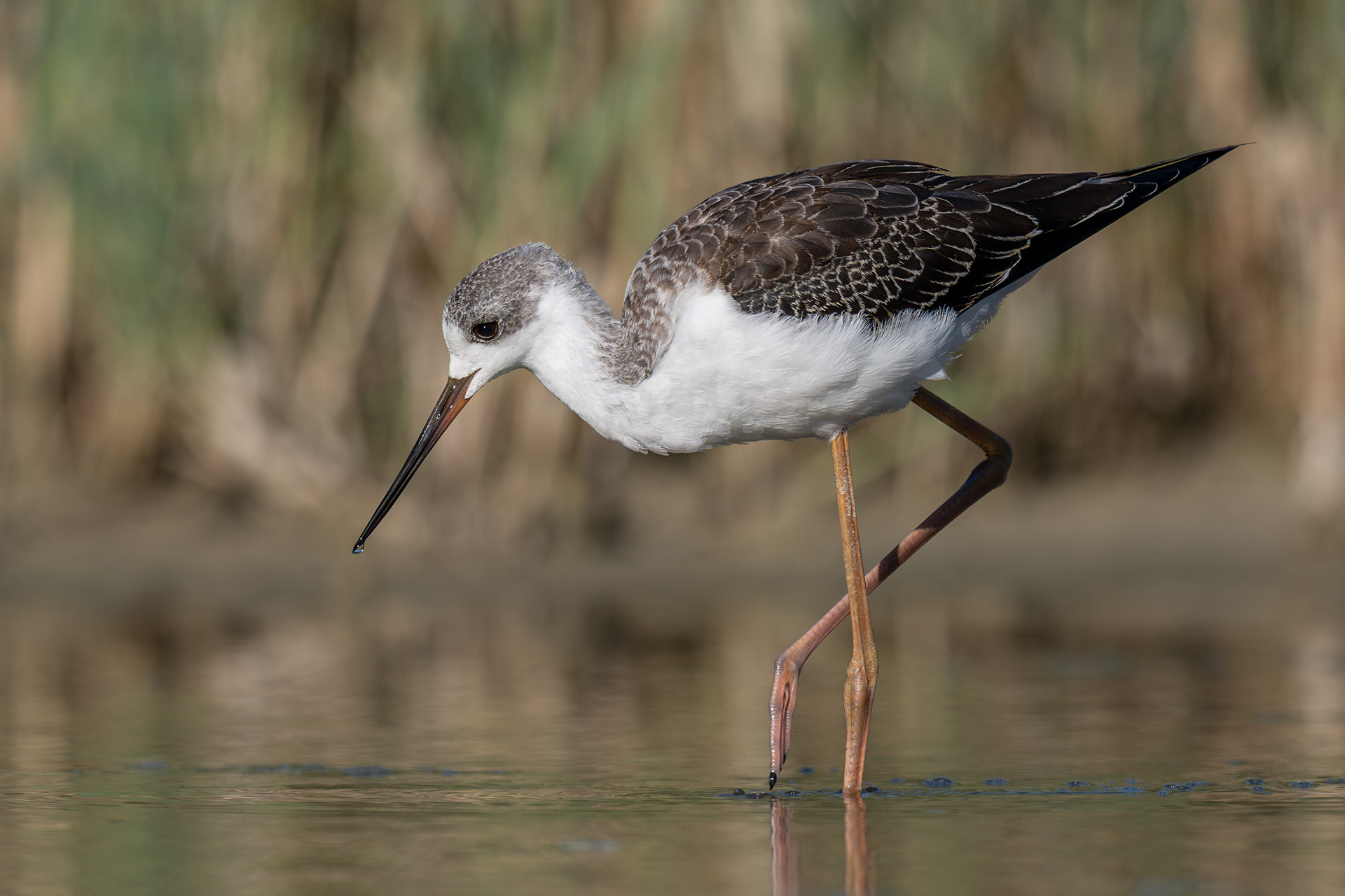 Black-winged Stilt (young)