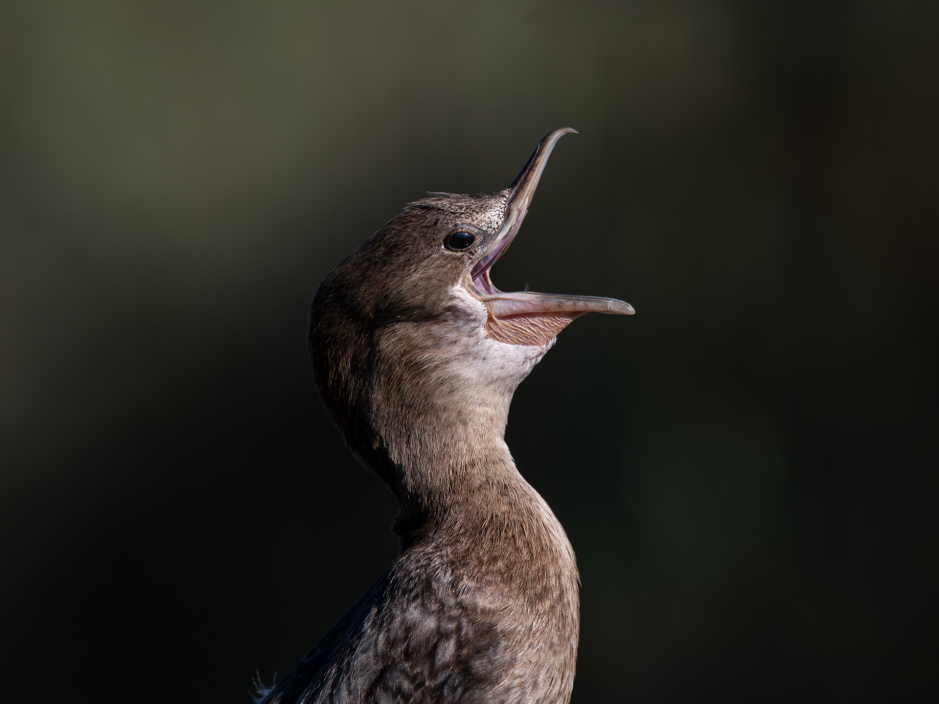 Minor Maranhone (portrait)