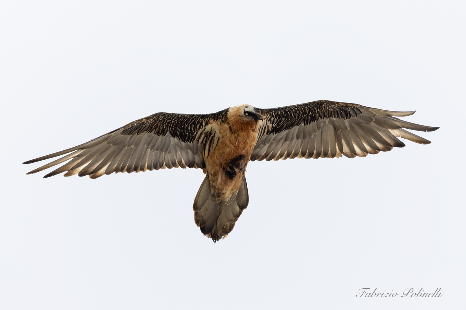 Lamb vulture