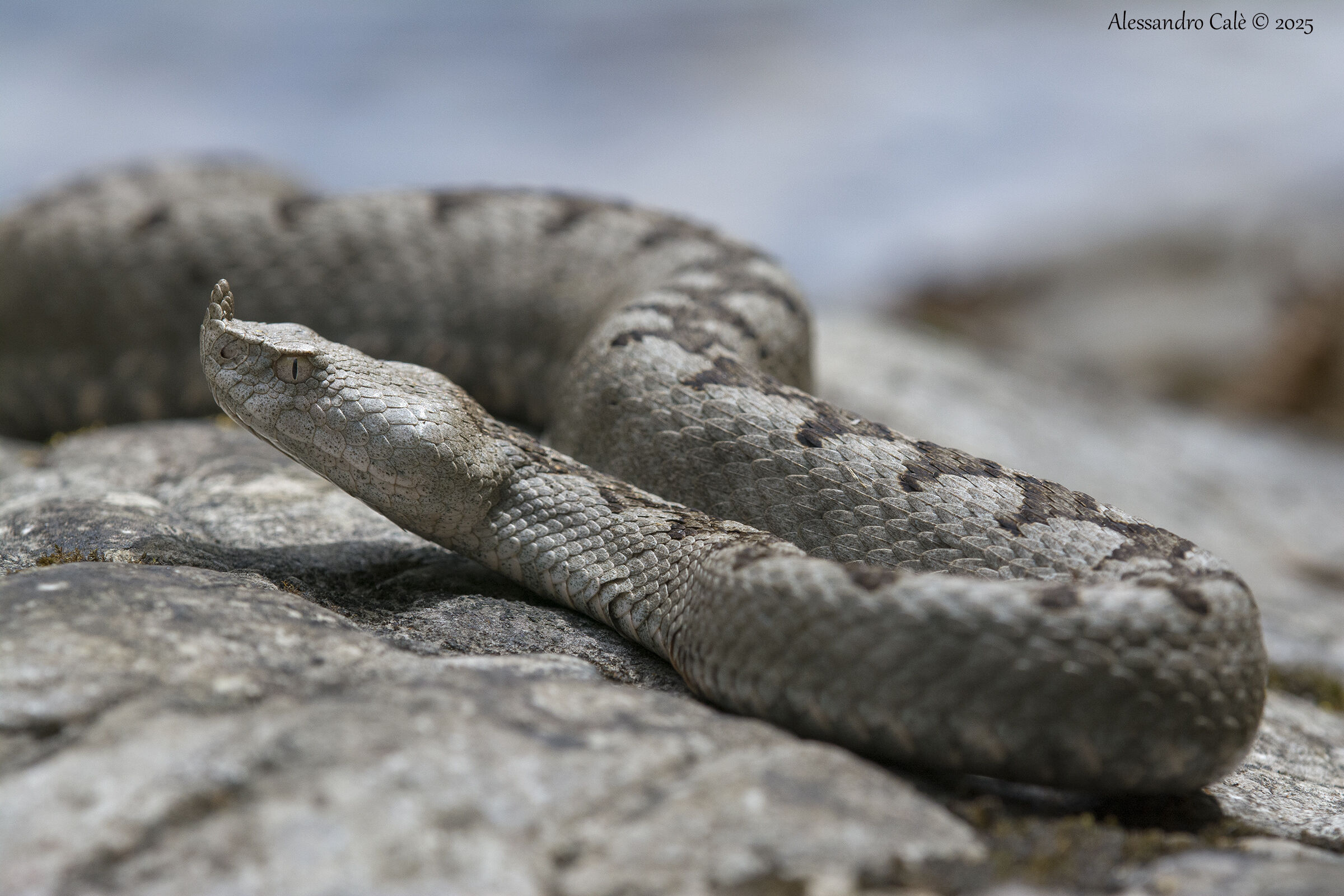 Vipera ammodytes (Horn Viper) 6529