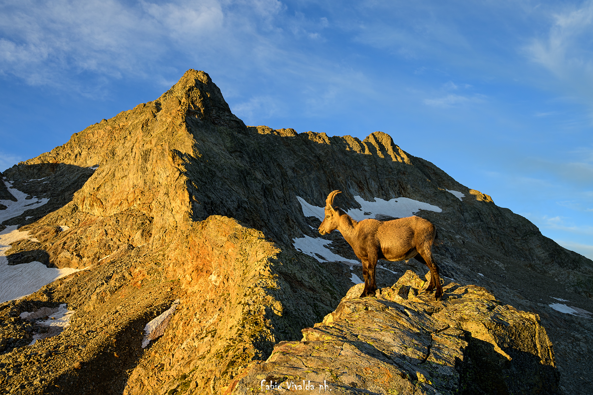 Ibex at the glacier pass