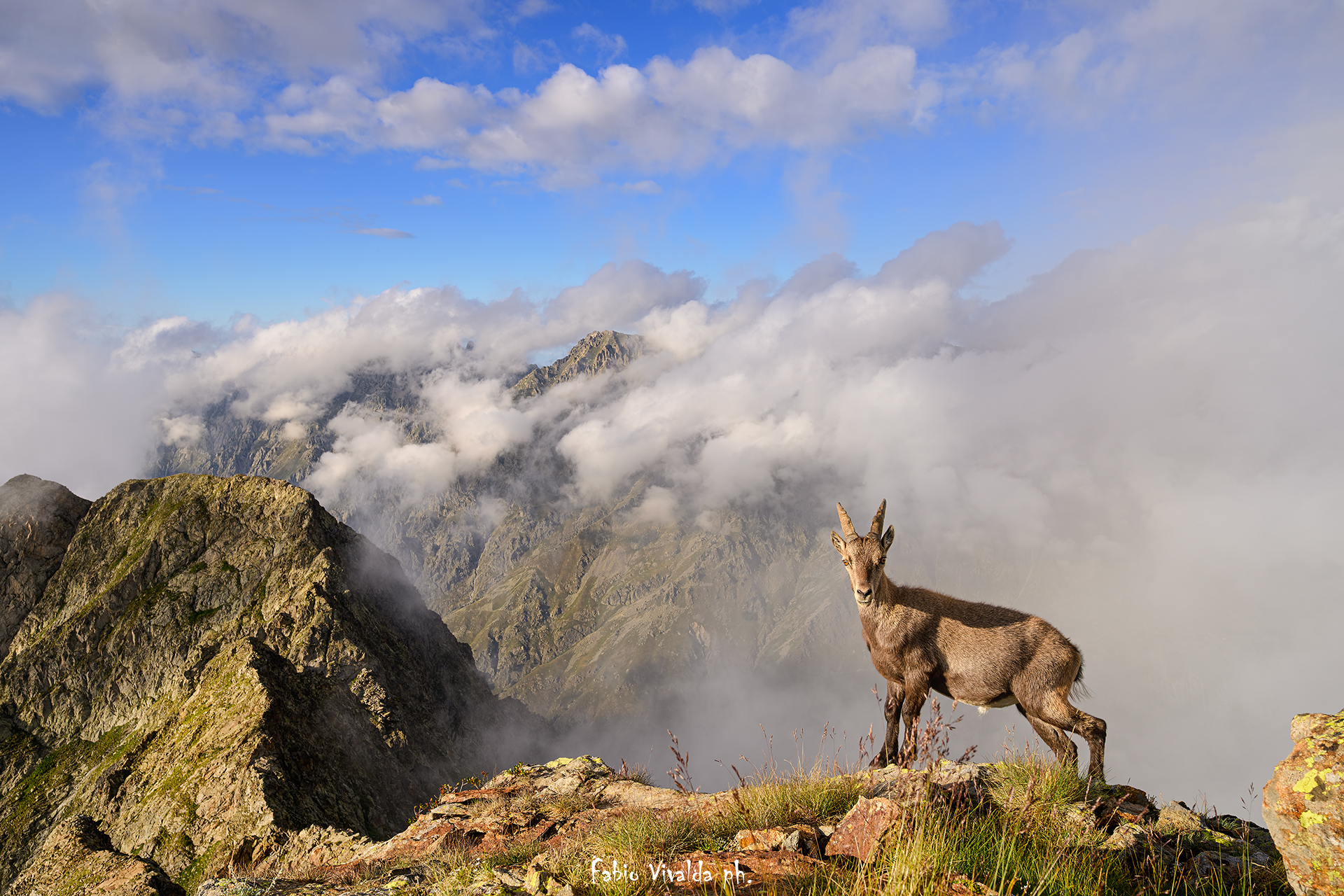 Ibex in the mists