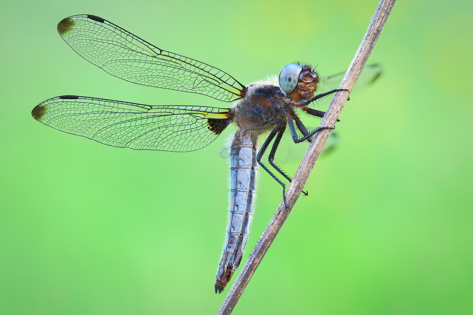 Libellula fulva