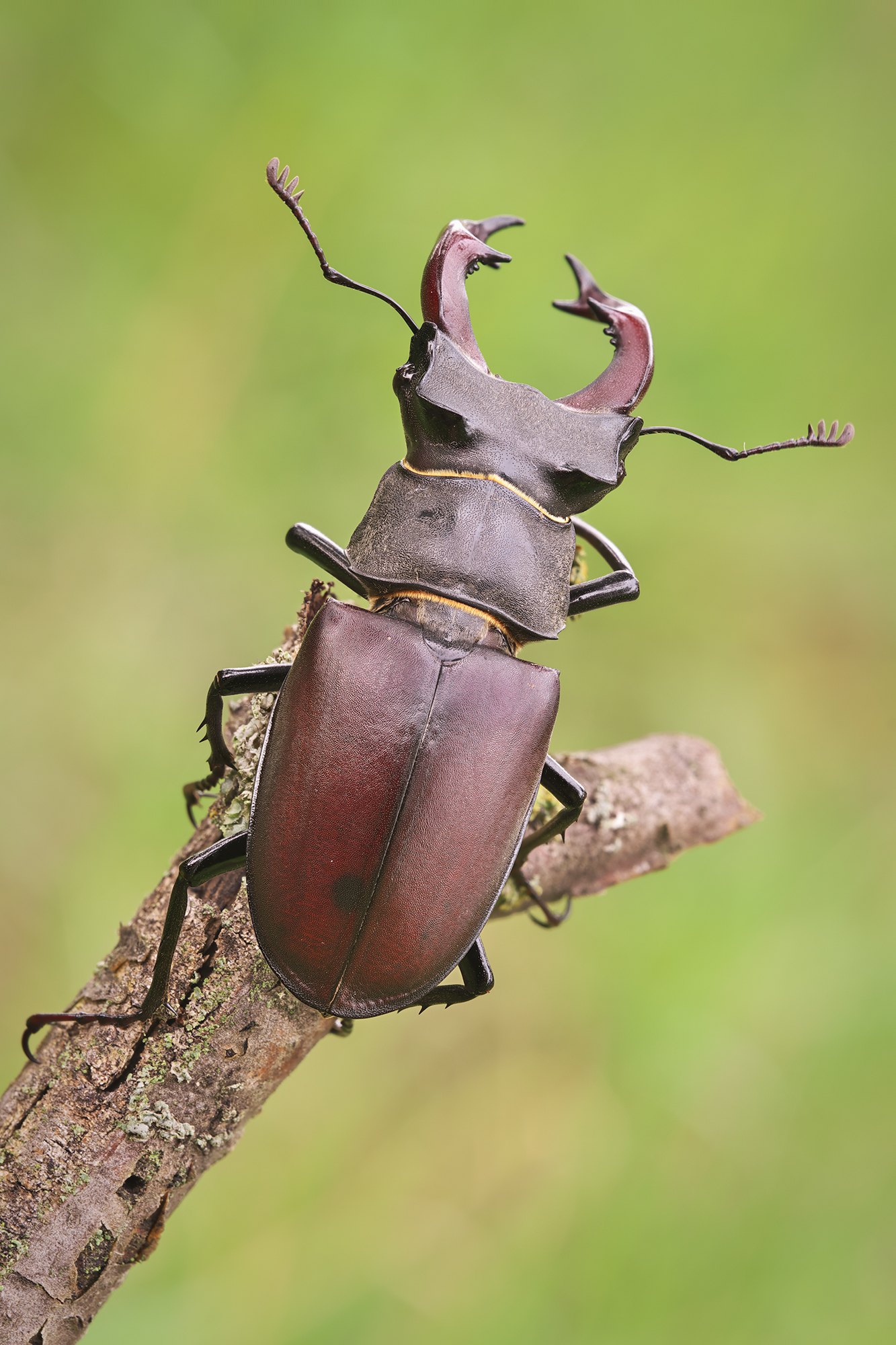 Lucanus cervus