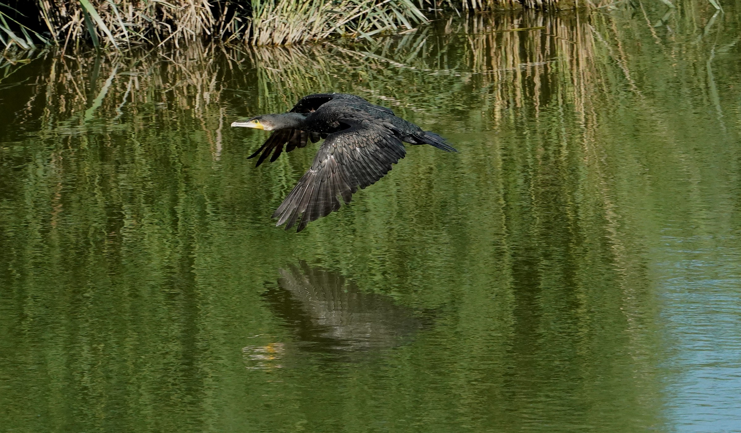 Cormorano in volo