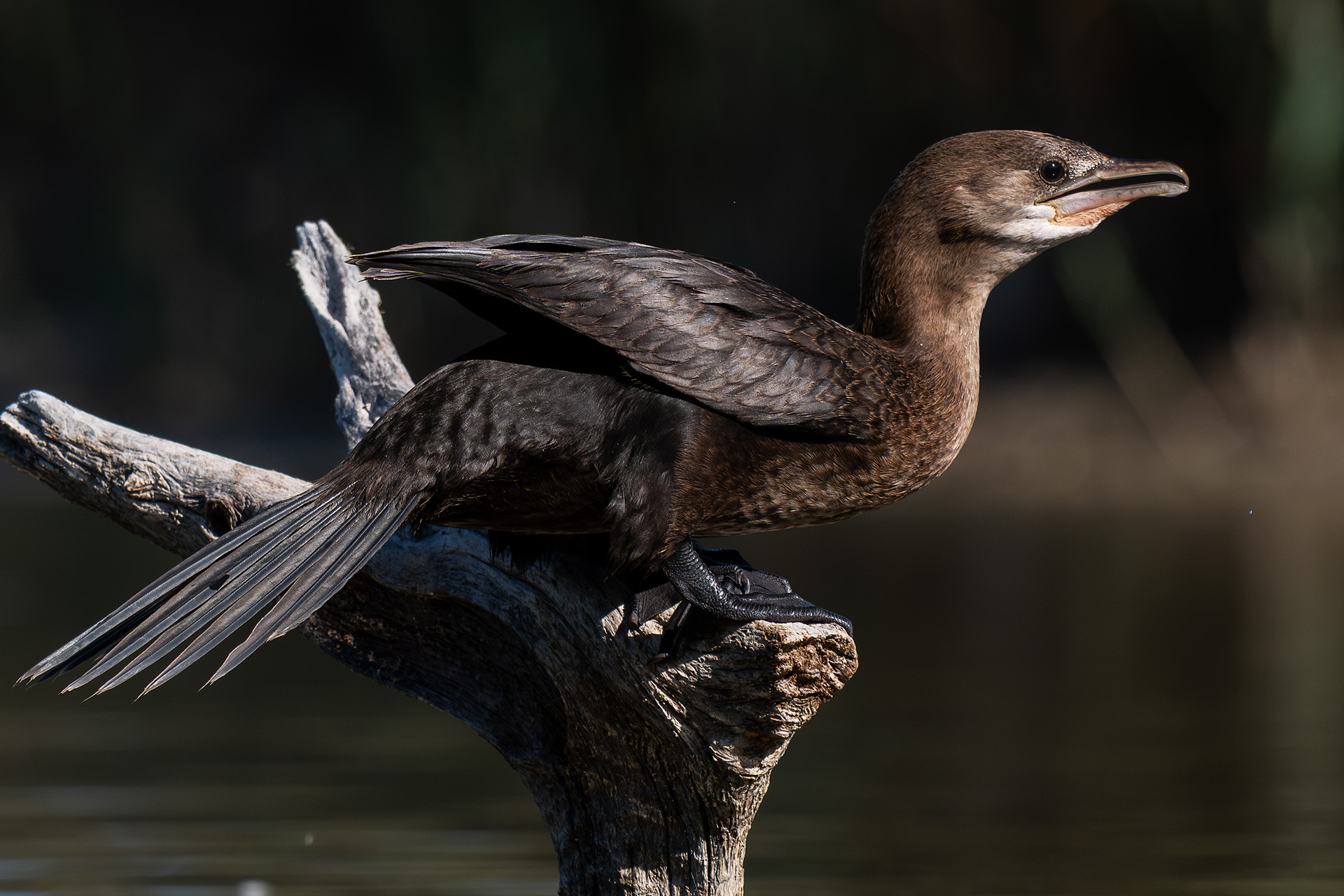Cormorant
