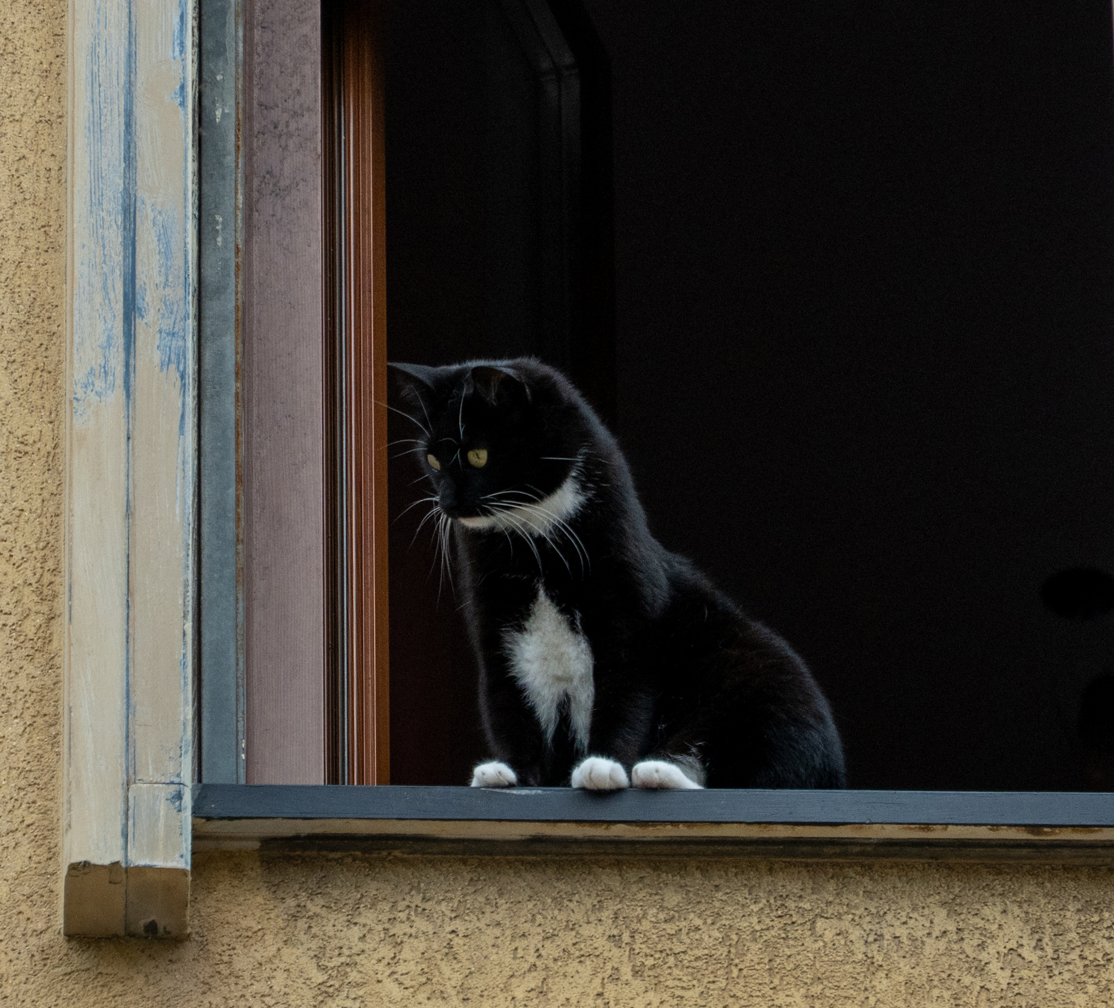 look out of the window, my beauty!