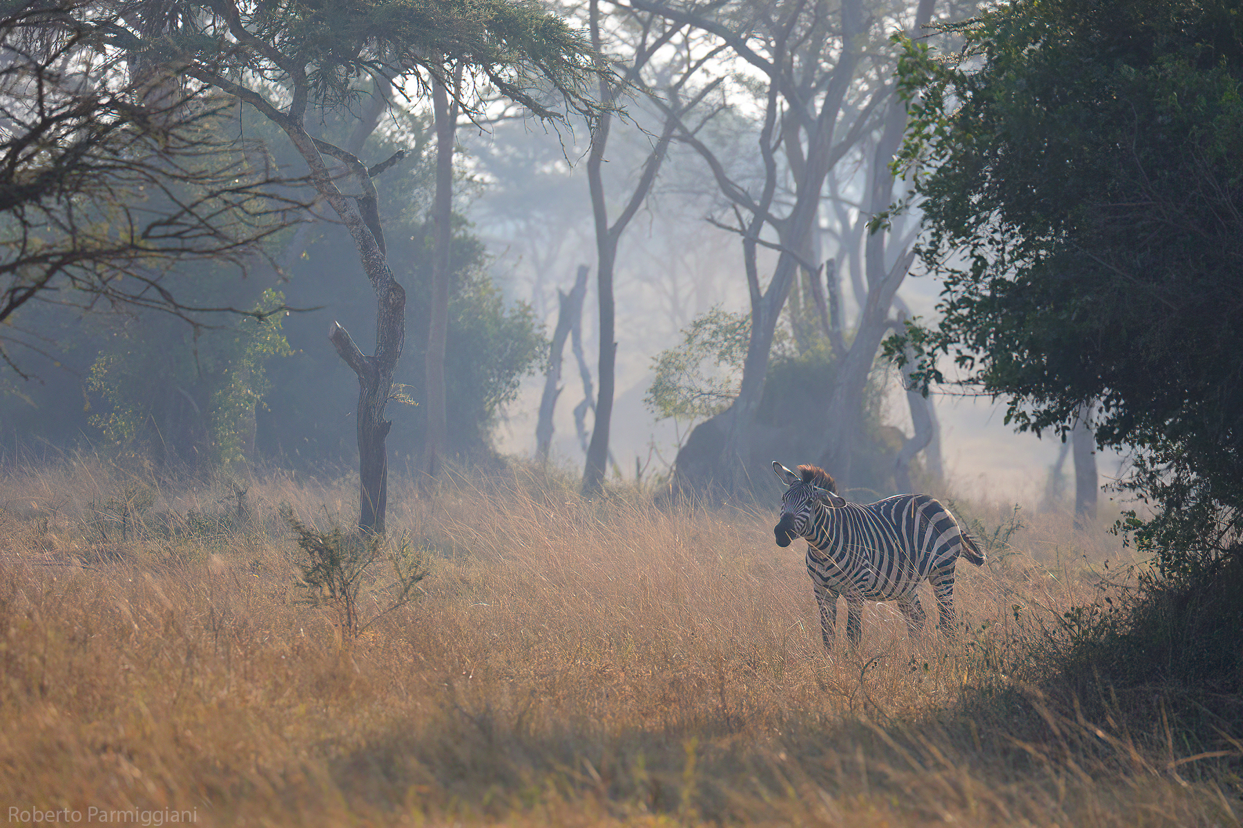 The spirit of Africa
