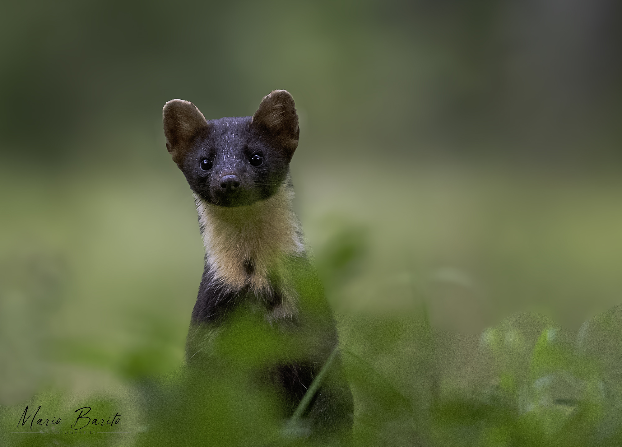 the gaze of the marten .. Photos from my shed July