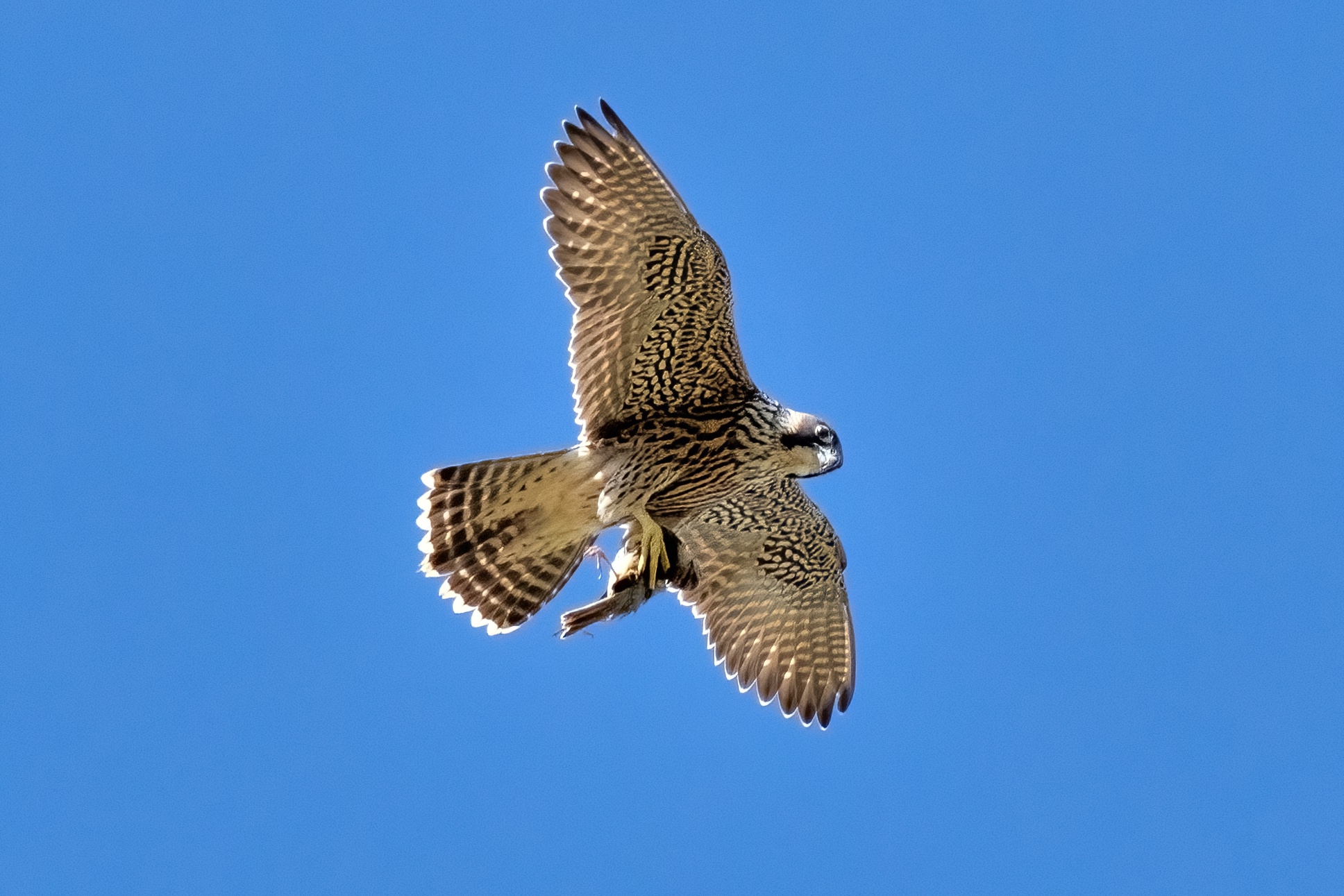 Peregrine falcon (Falco peregrinus)