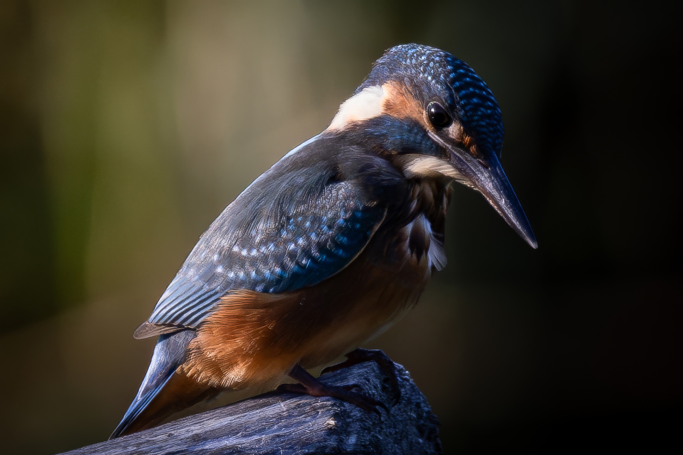 Martin Pescatore Brabbia