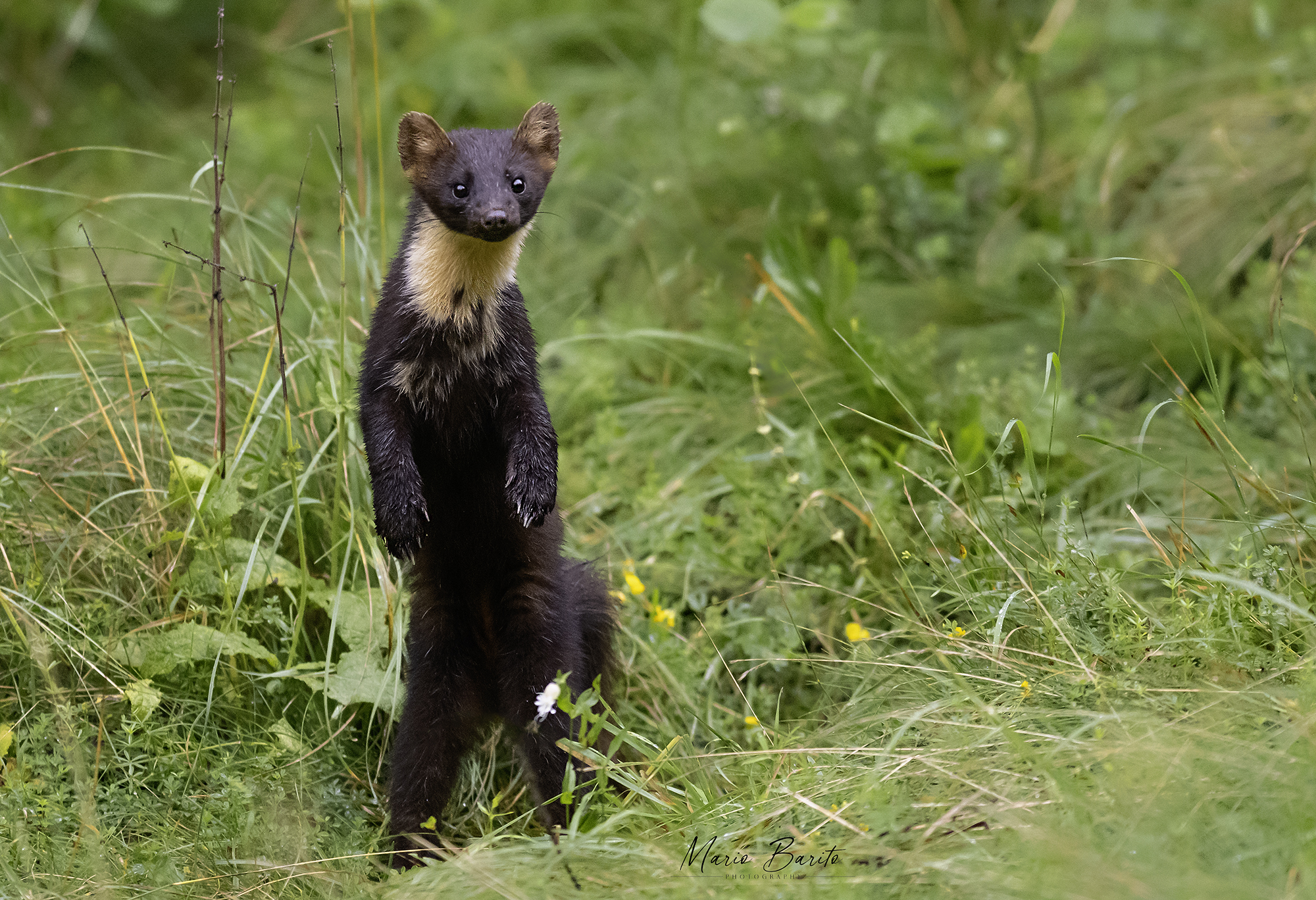 martora ..foto dal mio capanno ,,sempre puntuale