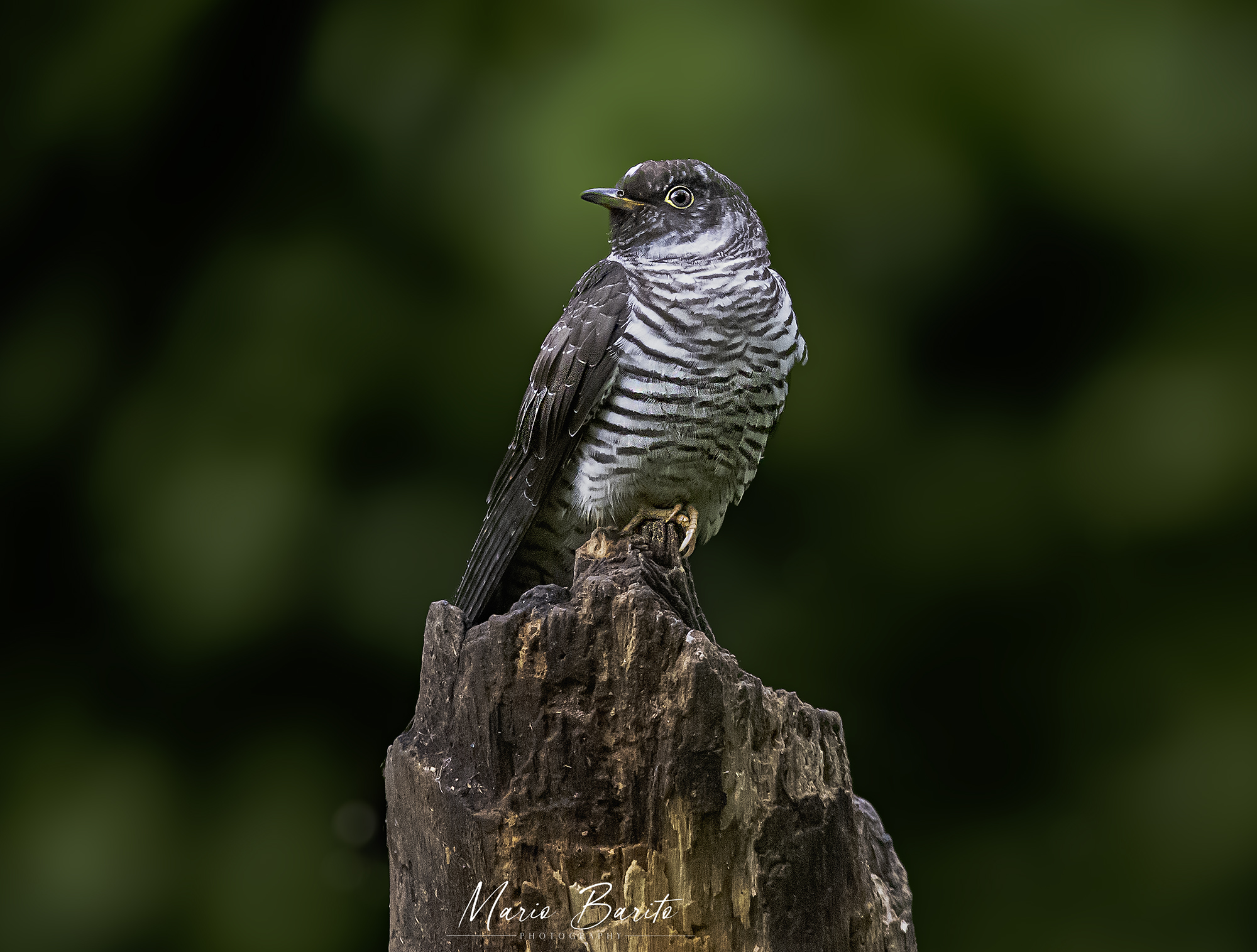 cuculo ,,foto da capanno