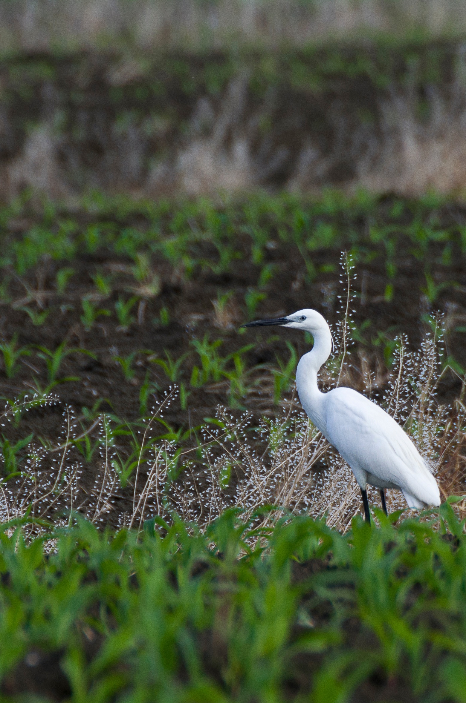 Egret