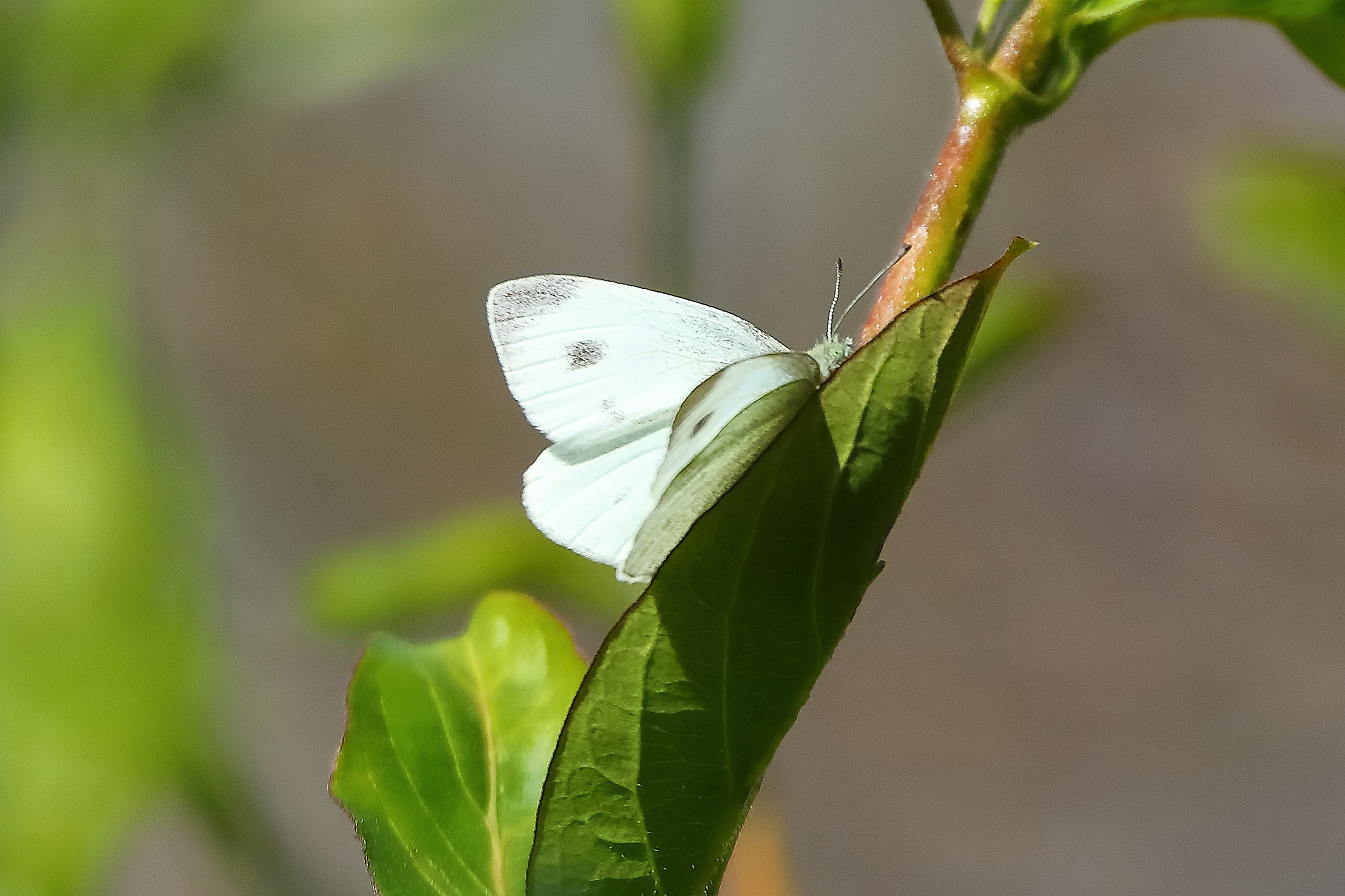 Farfallina 28 marzo 2025 - 0127