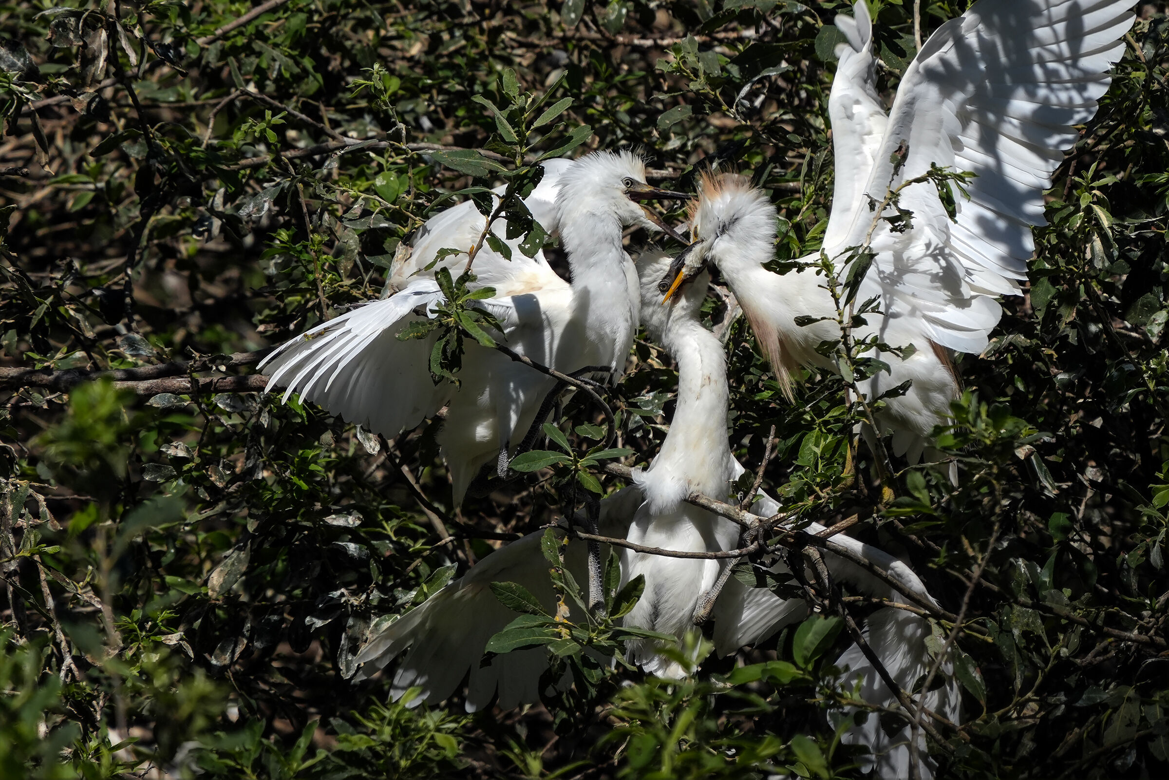 cattle egrets... Disputes