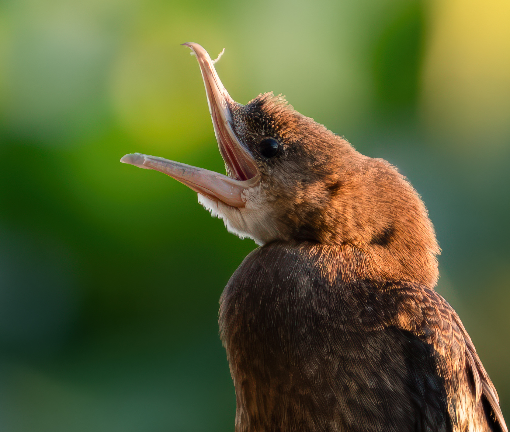 Cormorant