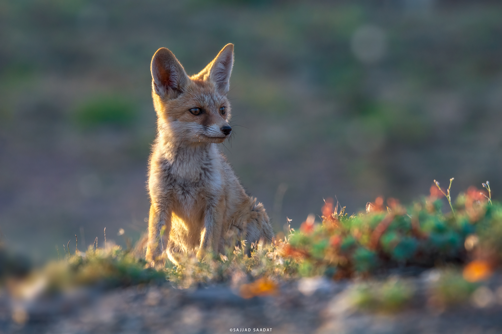 Fox