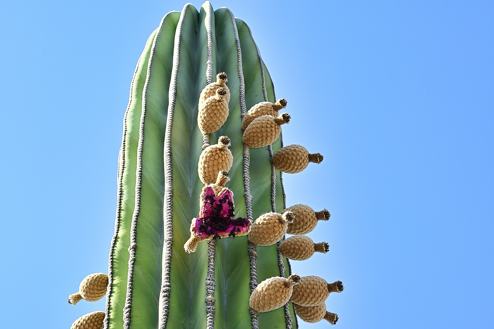 The red fruit of the Saguaro.