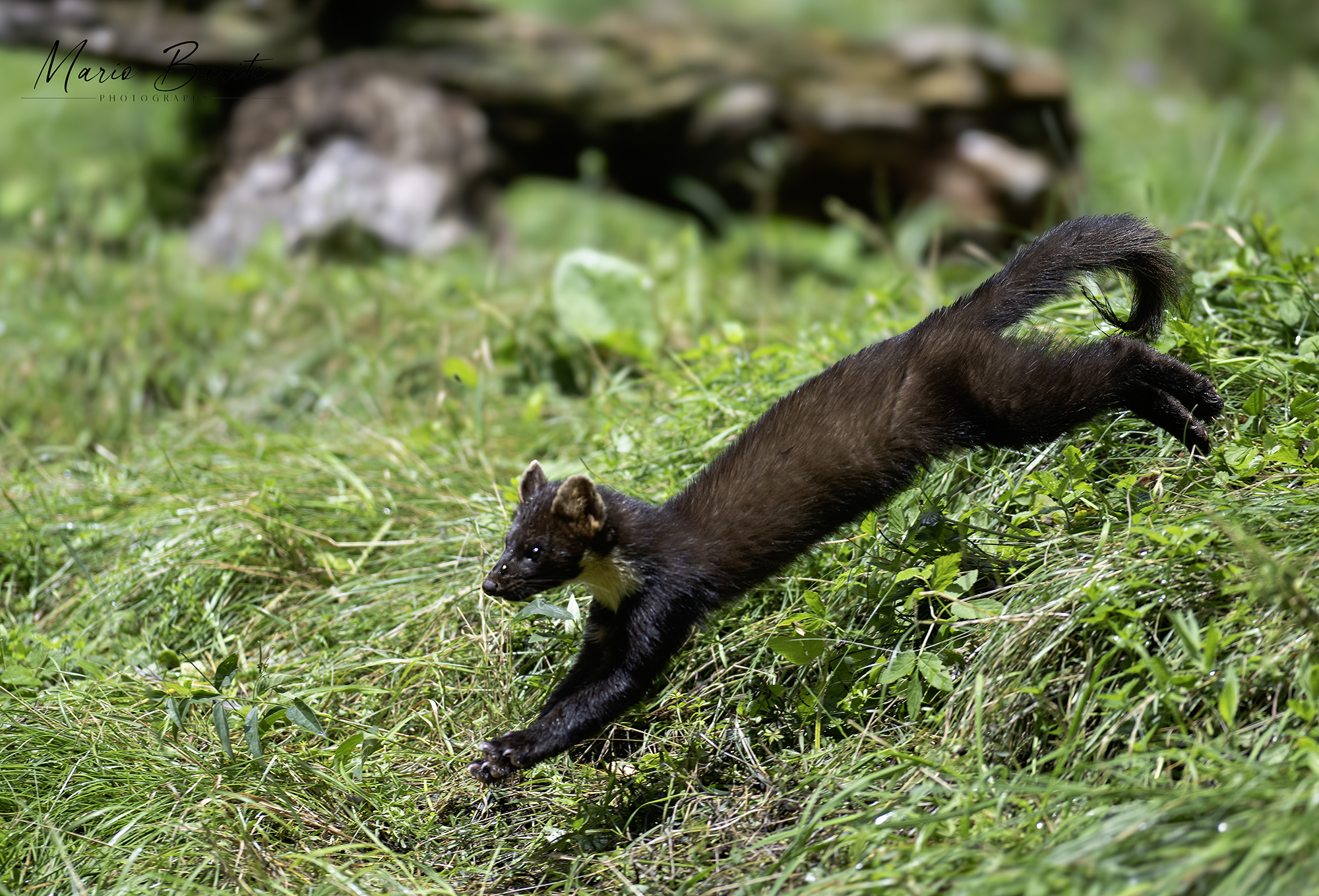 martore maschio ,,foto da capanno 3 agosto 2025