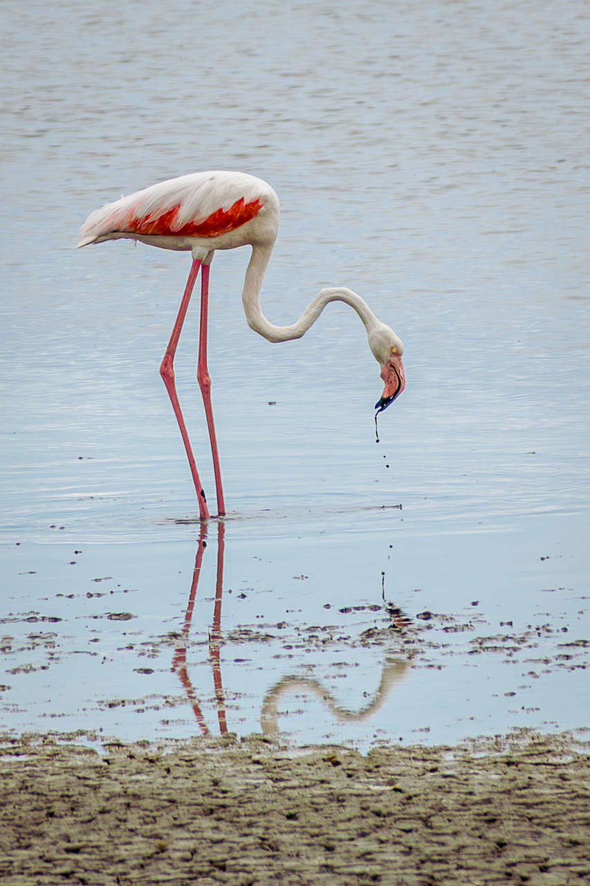 Pink flamingo