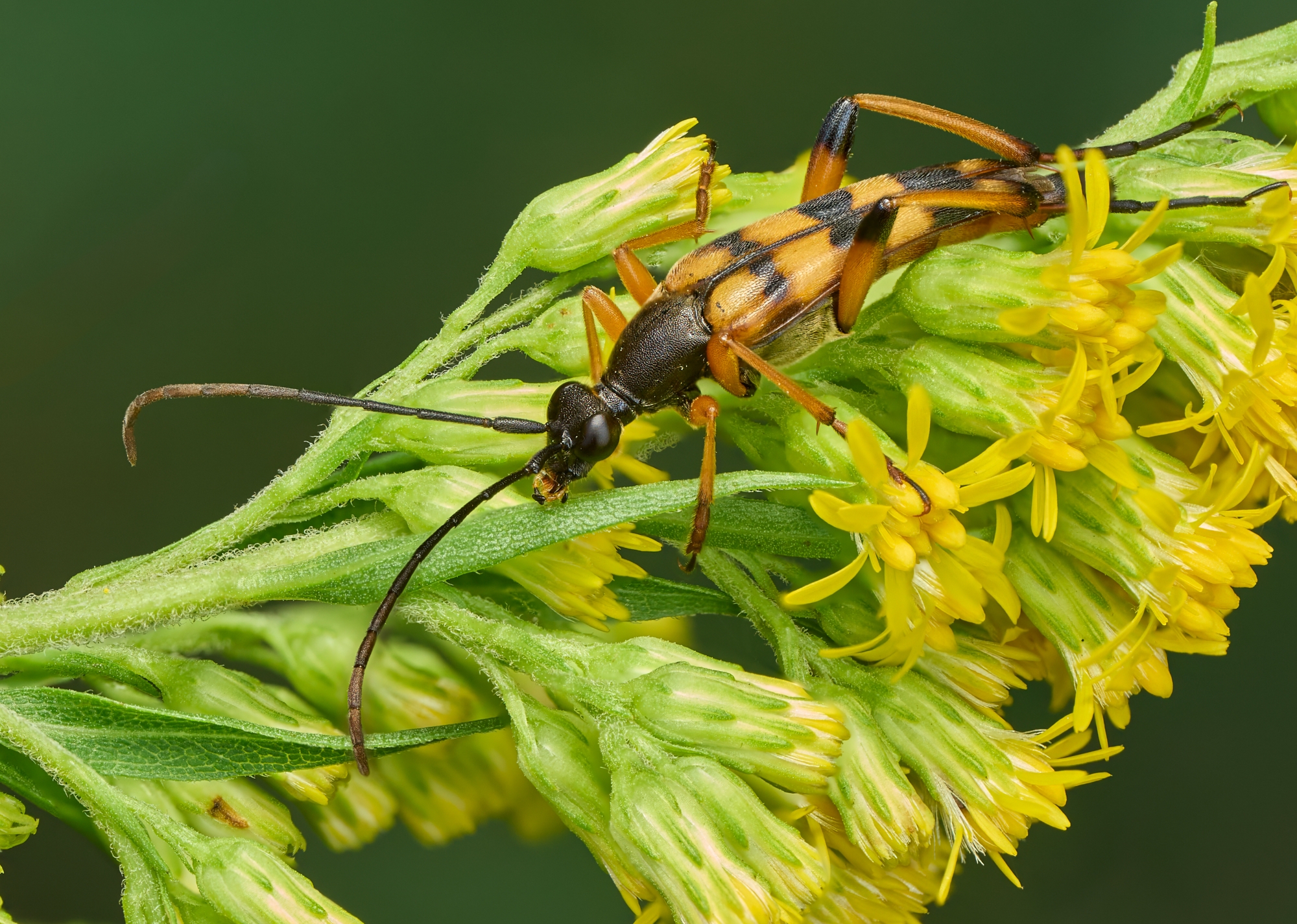 Strangalia attenuata