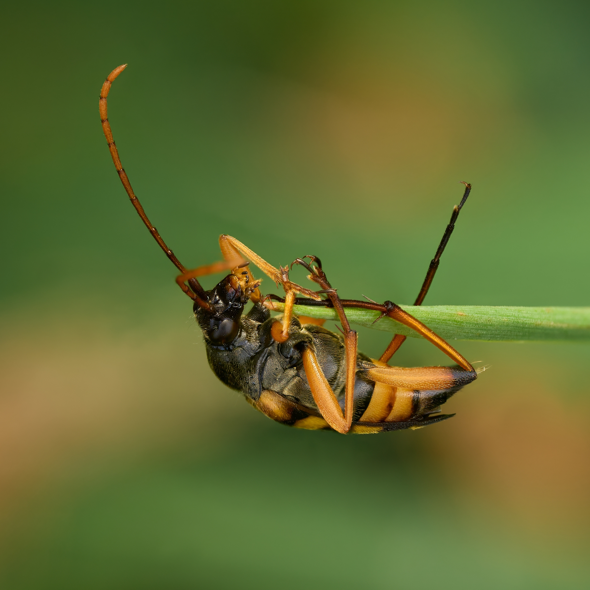 Strangalia attenuata2