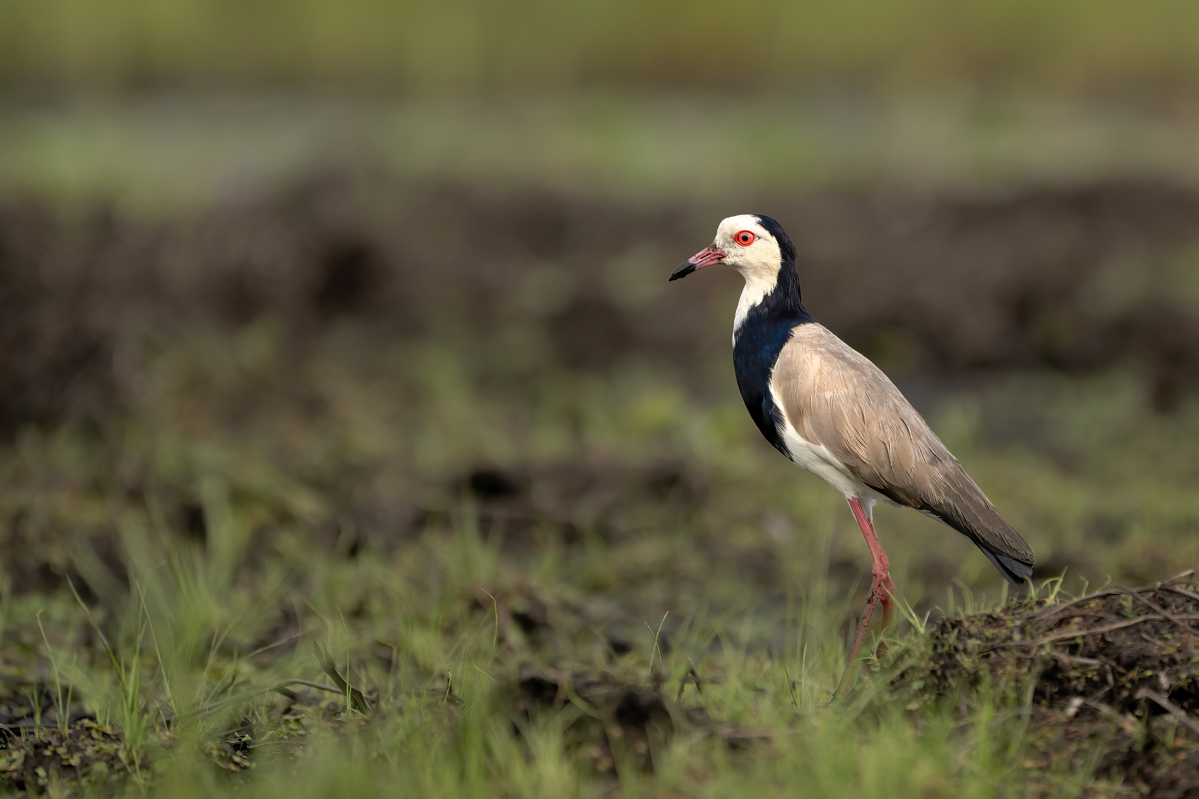 Pavoncella beccorosso