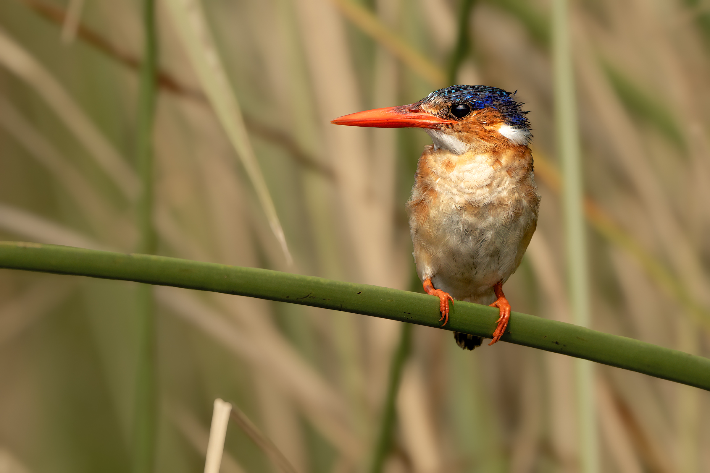 Martin pescatore malachite