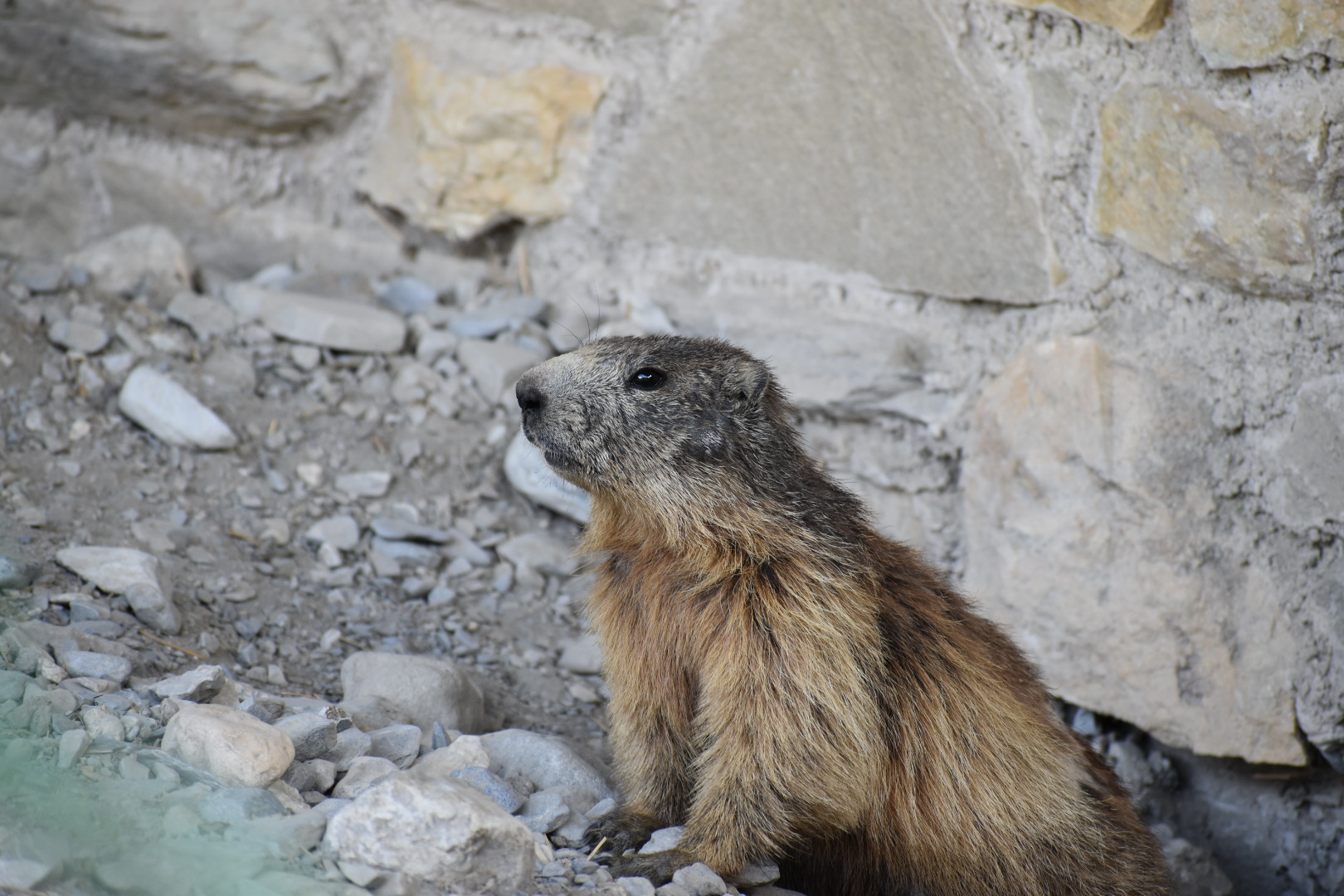 Marmotta