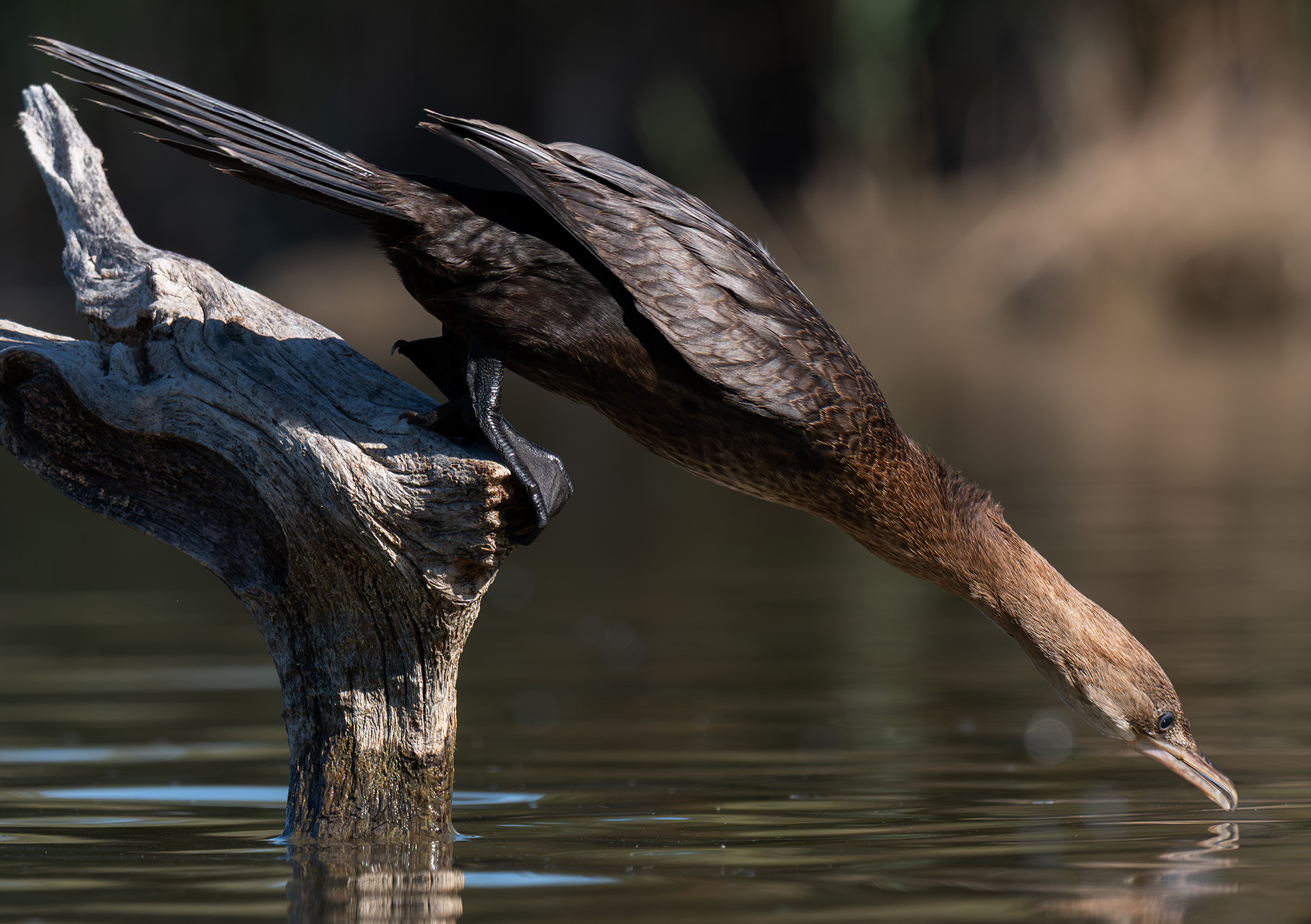 The dive of the Cormorant