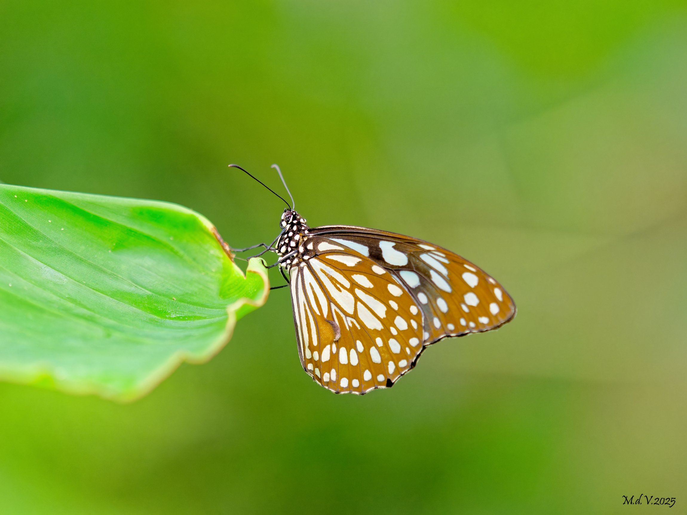 Tirumala Limniace (Blue Tibre)