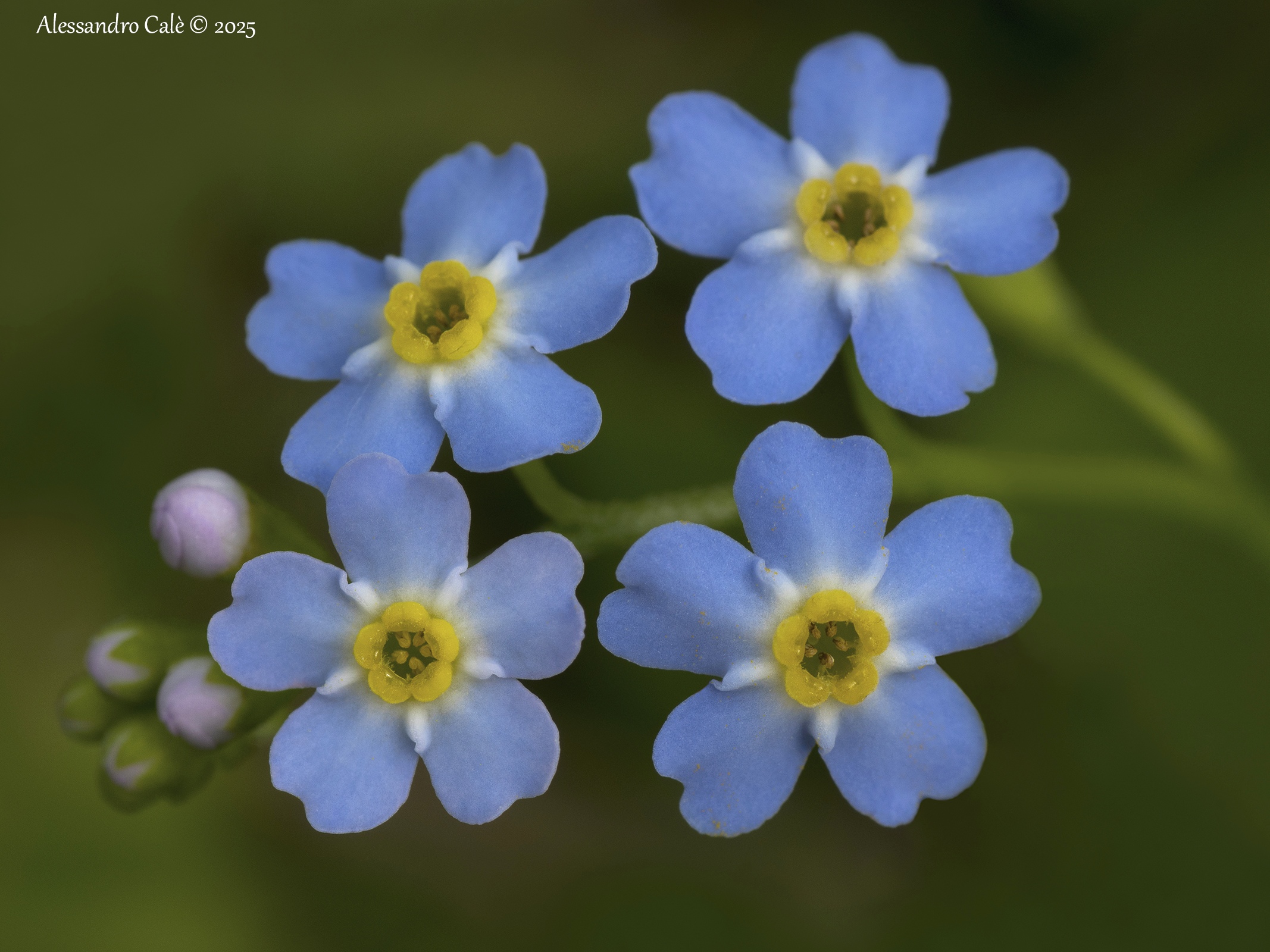 Myosotis (Non ti scordar di me) 2627