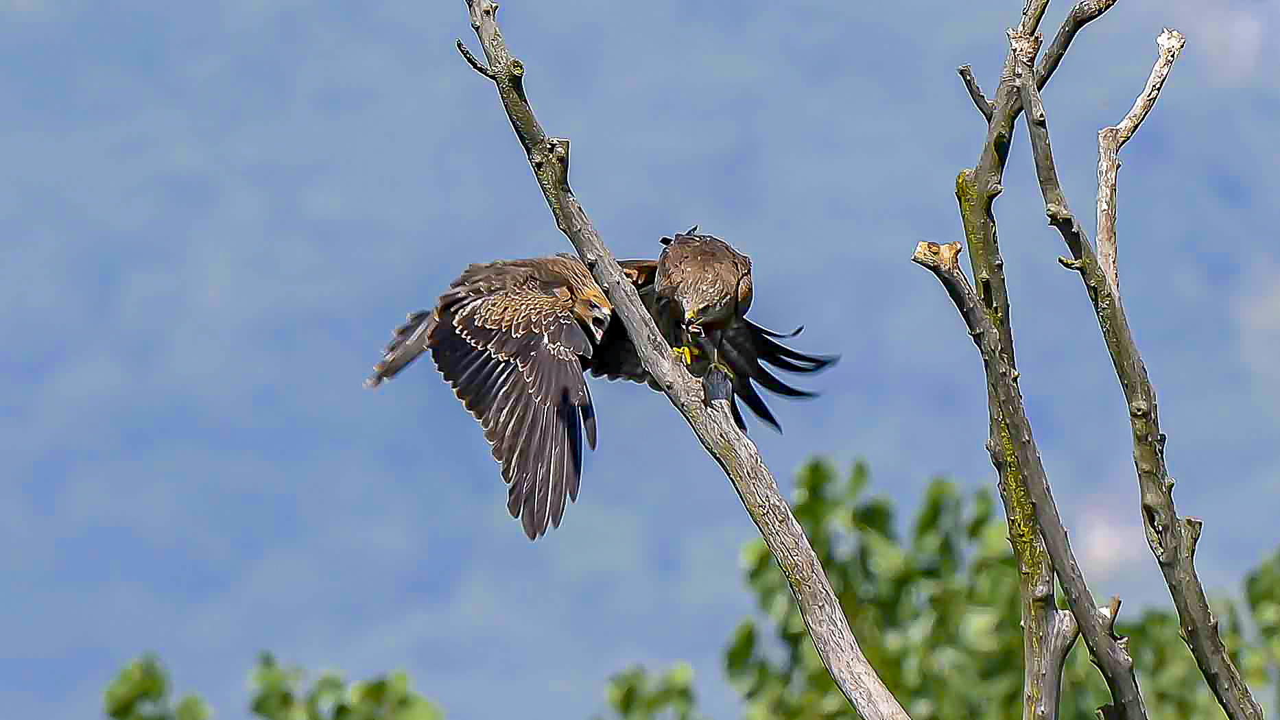 Nibbio con piccolo forte crop molto lontani !!