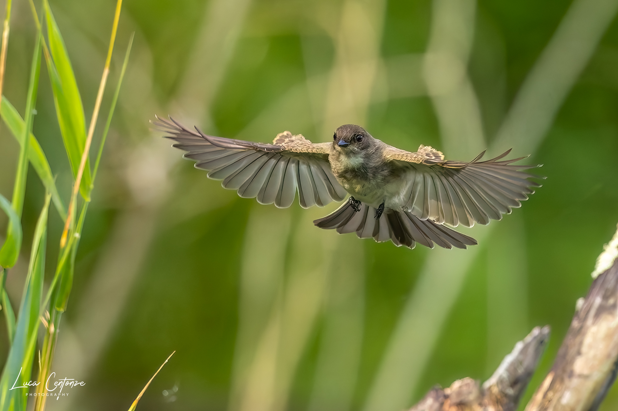 Eastern Phoebe