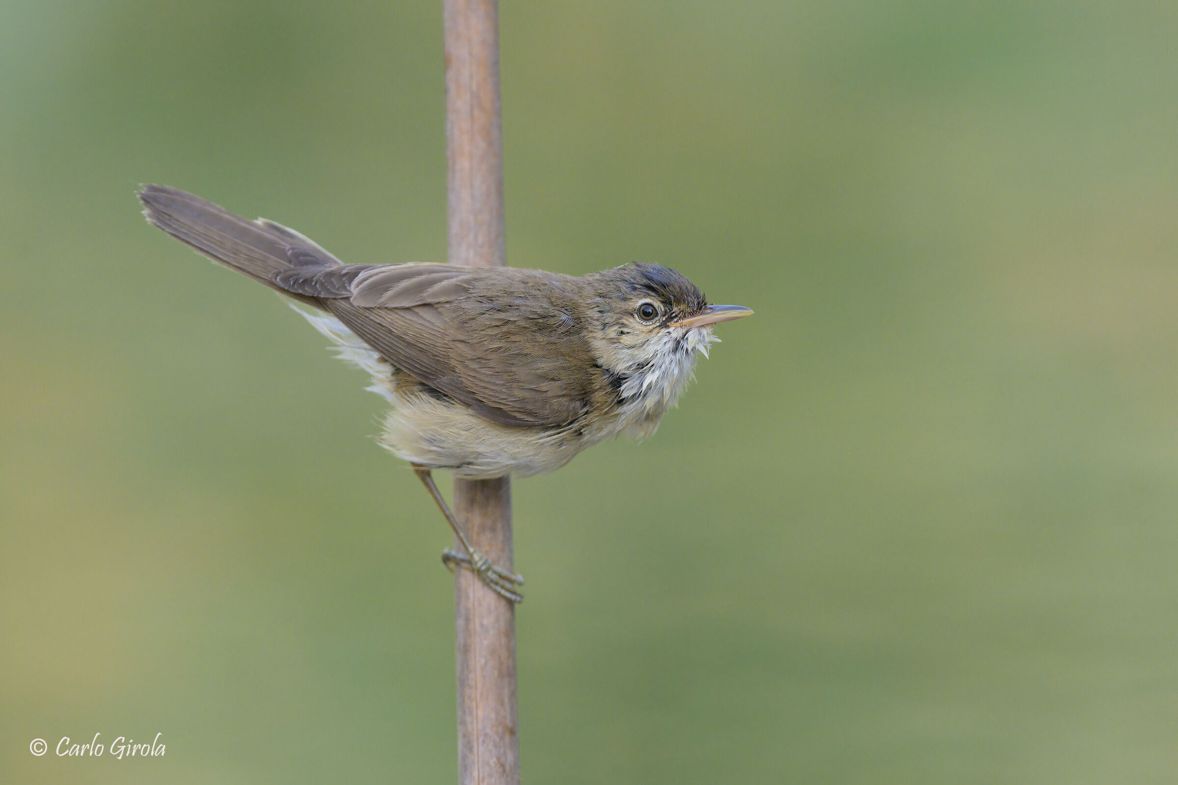 Cannaiola (Acrocephalus scirpaceus)
