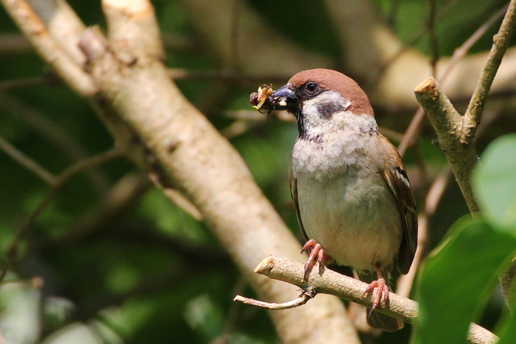 Food for the offspring ....!