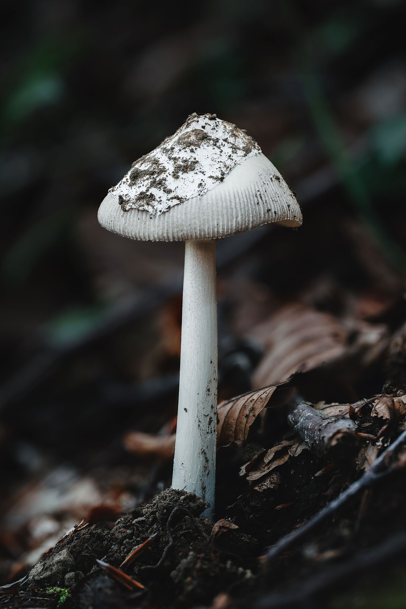 Amanita Vaginata