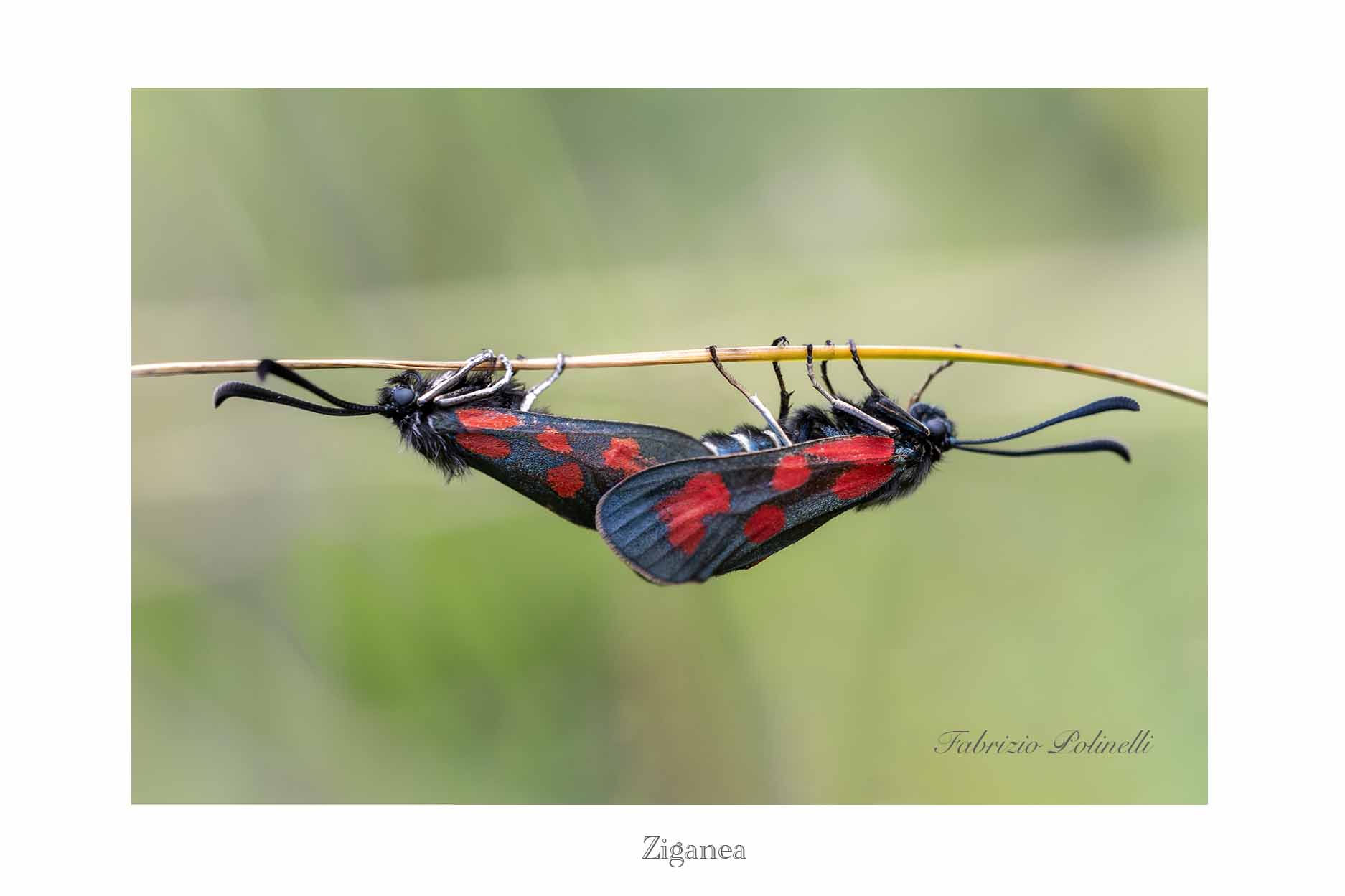 Gypsy slacklines