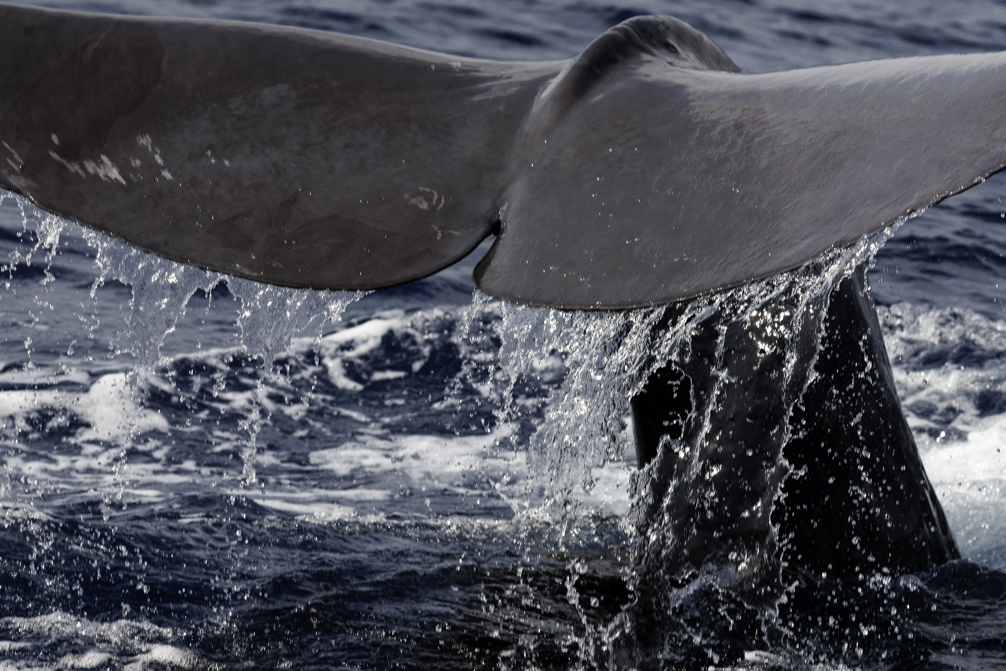 Sperm whale